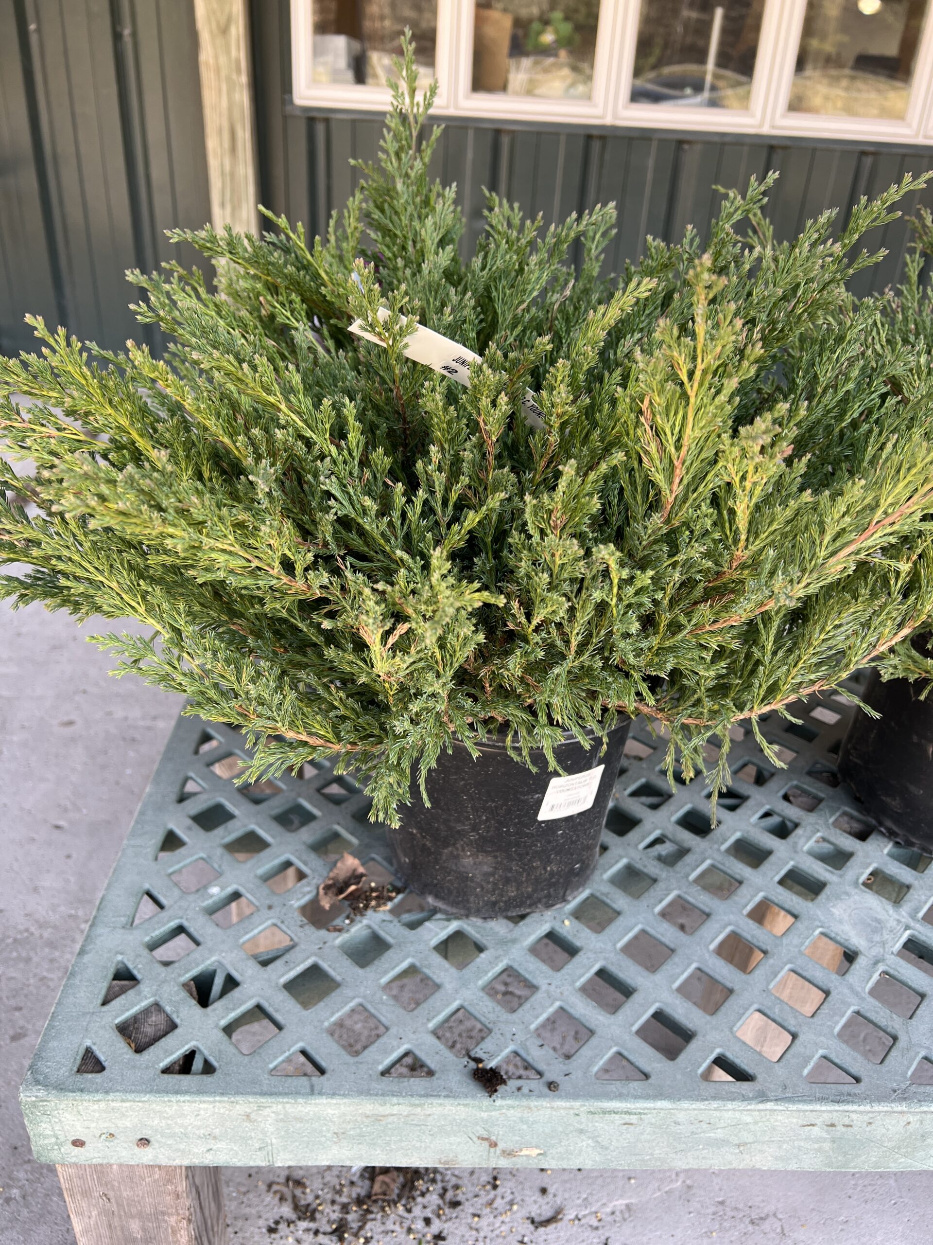 This Compact Andorra Juniper was found at a “home” center. Grown in a 2-gallon pot, it appears to be healthy and a good candidate for planting. But what does the root system look like? ANDREW MESSINGER