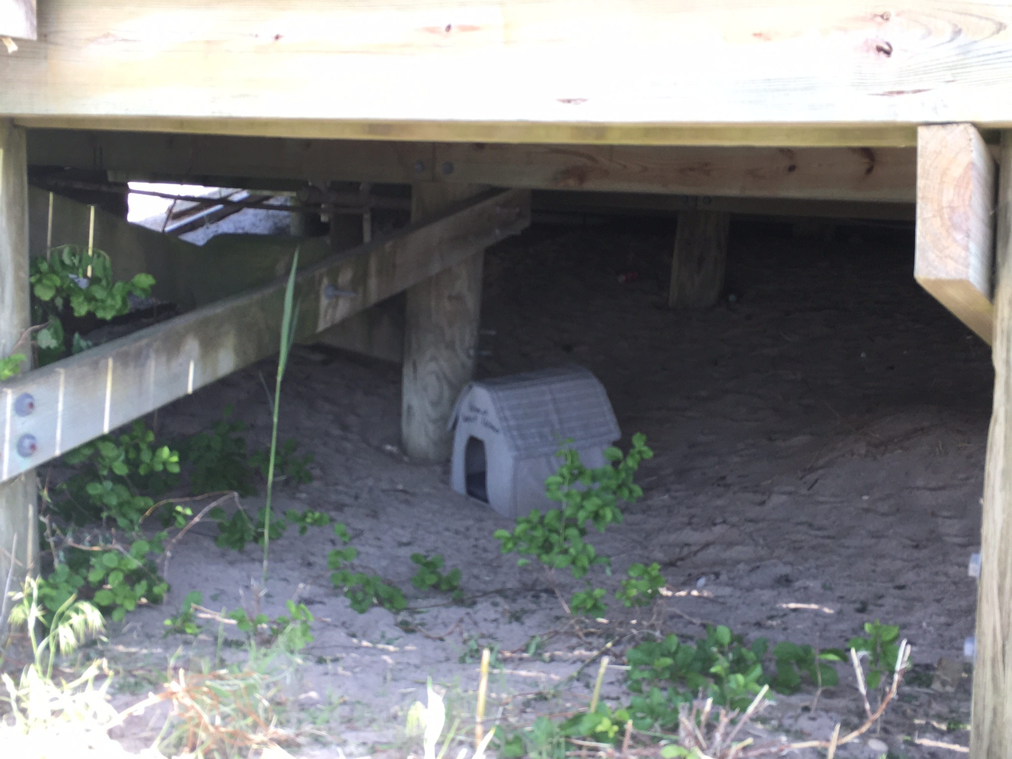 A little cat carrier turned home rests in the sand under the concession building at Sag Main Beach.      KITTY MERRILL