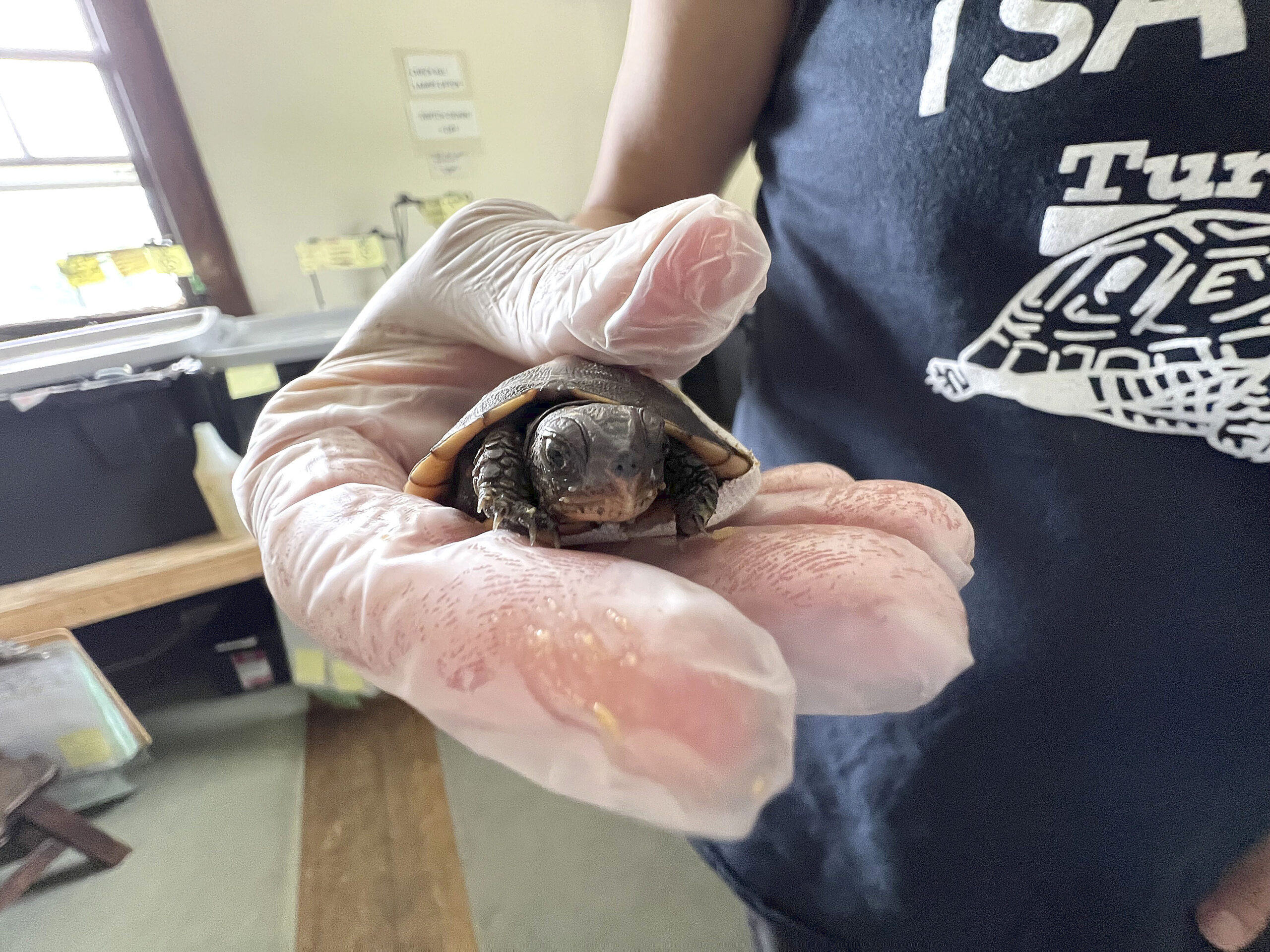 A baby turtle with a shell injury at Turtle Rescue of the Hamptons.  DANA SHAW