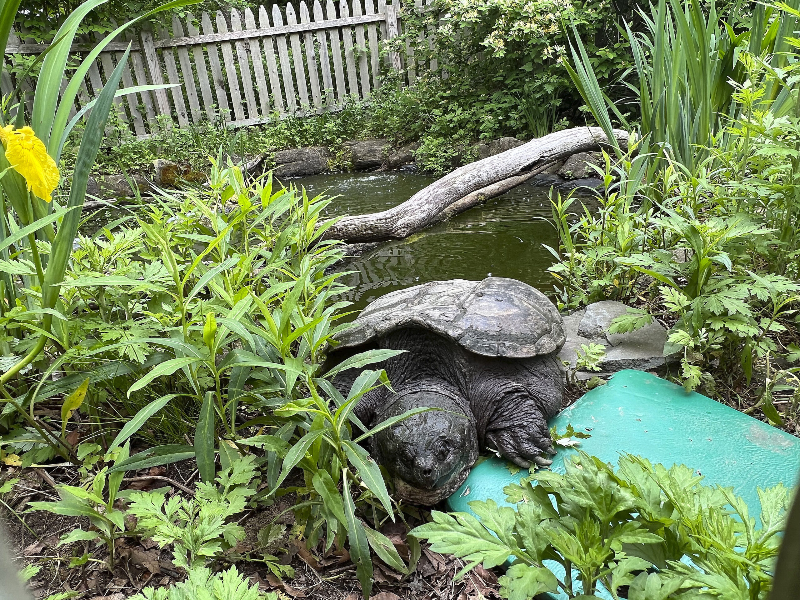 King is the resident snapping turtle at Turtle Rescue of the Hamptons.   DANA SHAW