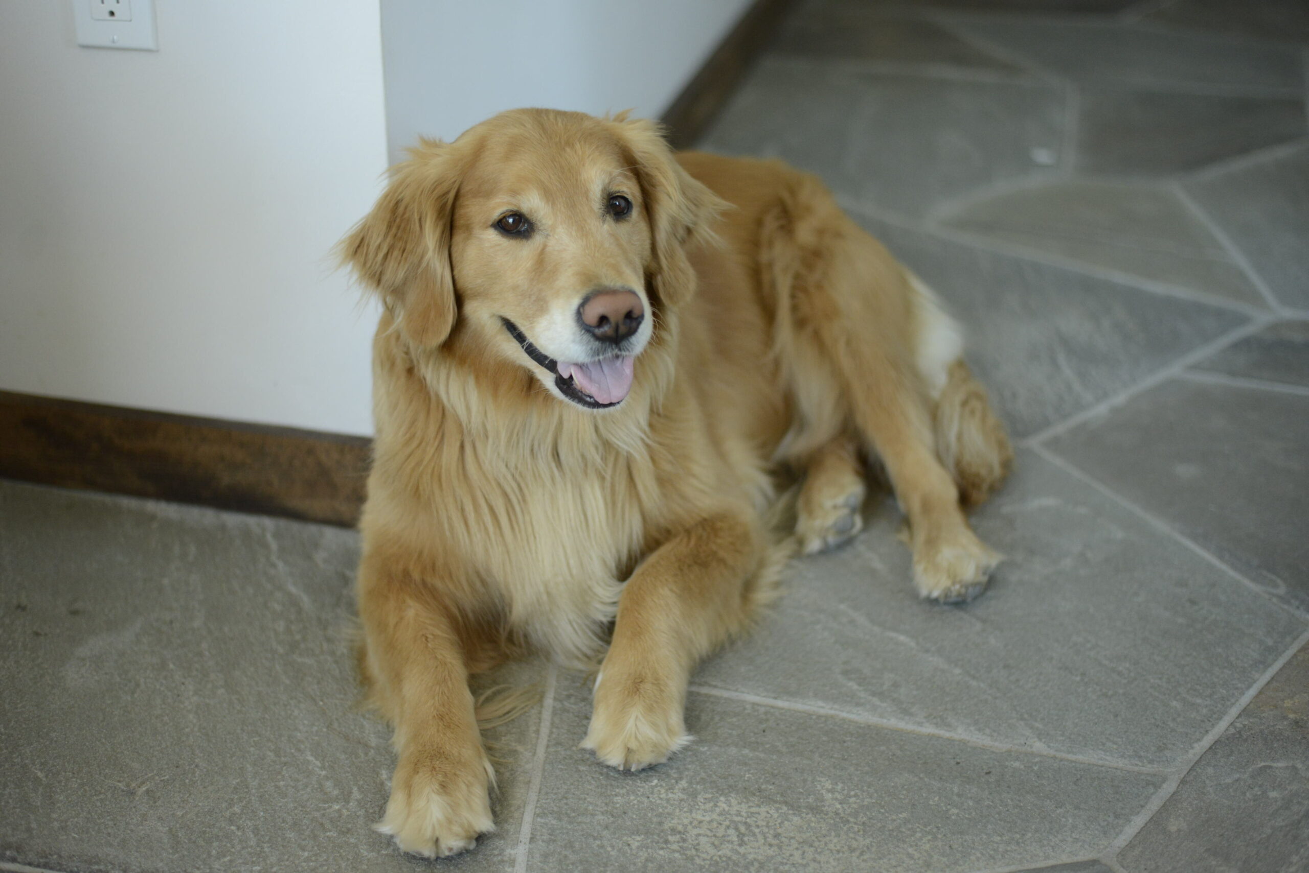 Koda sitting in the lobby of Daunt's Albatross, described by her owner Leo Daunt as 