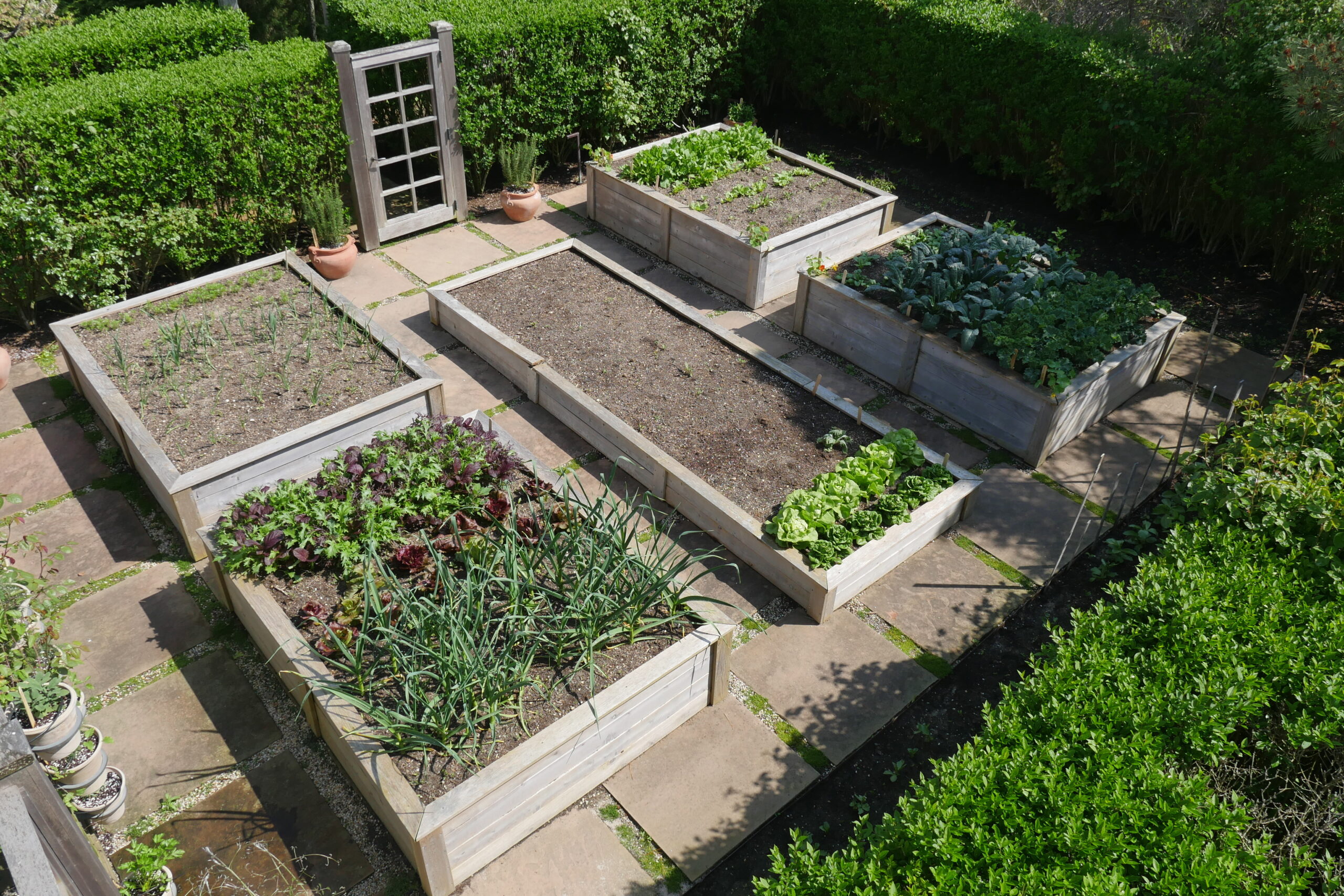 A top-down view of a well-hedged Southampton beachfront courtyard with raised beds.  Once these early crops have been harvested, pot-grown summer crops like tomatoes, squash, peppers and eggplants will be installed, giving the chef a nice supply of summer produce.
ANDREW MESSINGER