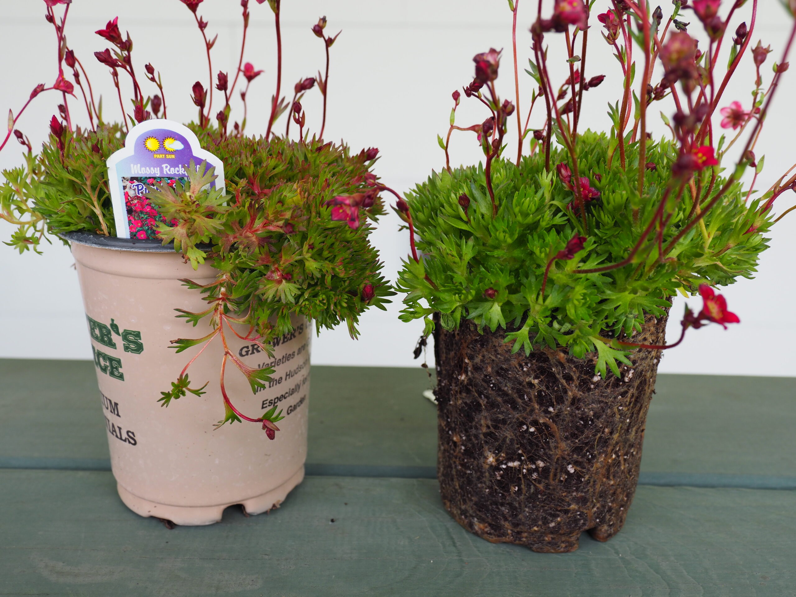 These are nursery-grown Saxifrages or Mossy Pinks in 2-pint containers. The root mass on the plant on the right is fairly tight with no soil falling off when unpotted.  
ANDREW MESSINGER