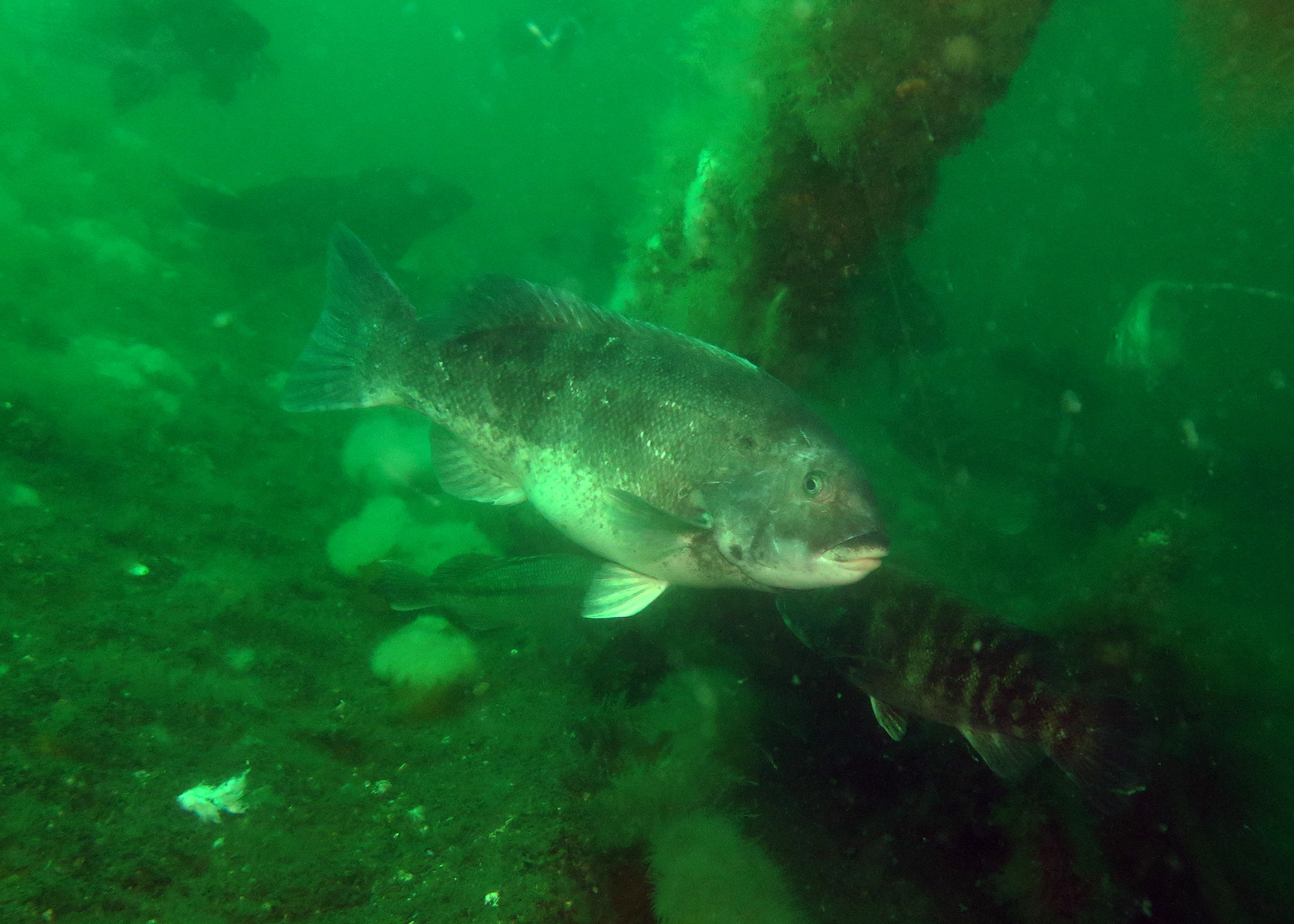 Artificial Reefs Support East End Marine Life