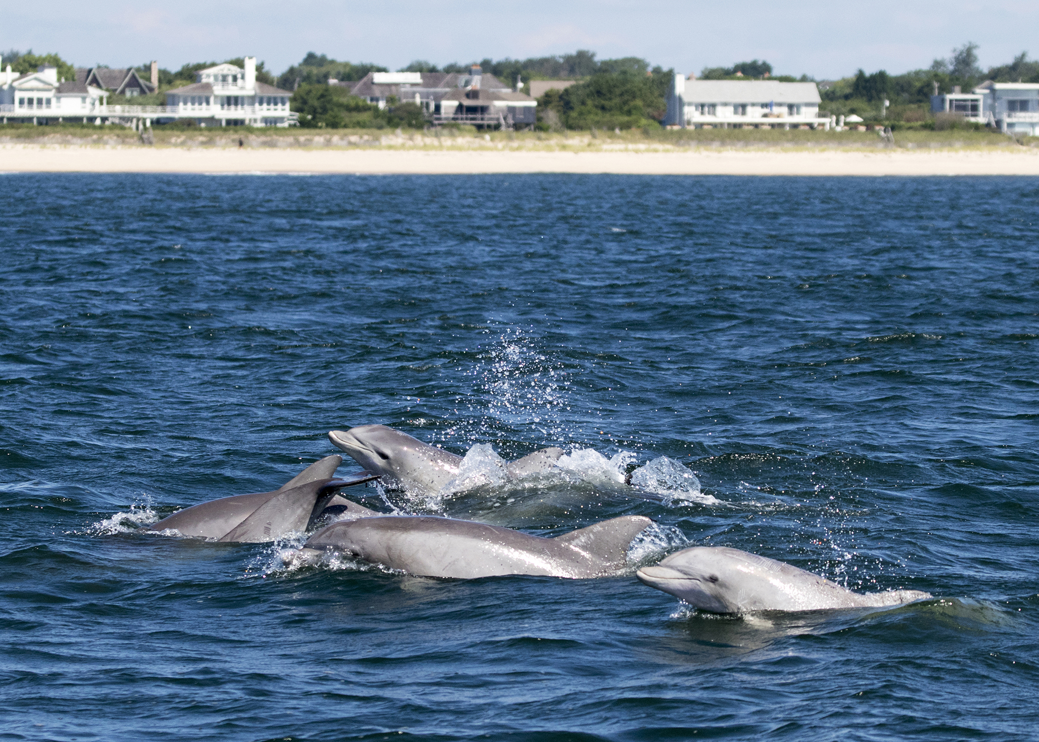 Whale, Dolphin Populations Rebound On The East End