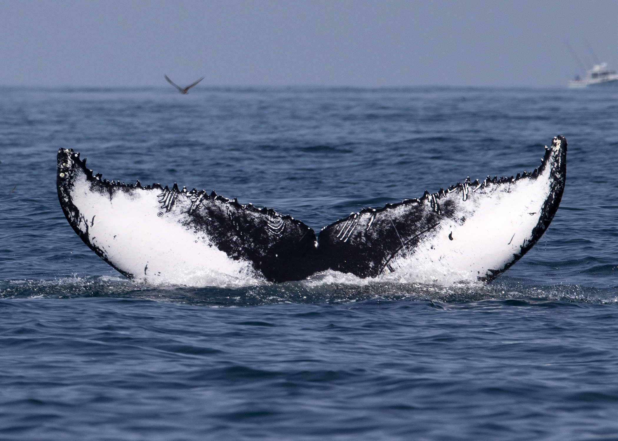 Whale, Dolphin Populations Rebound On The East End
