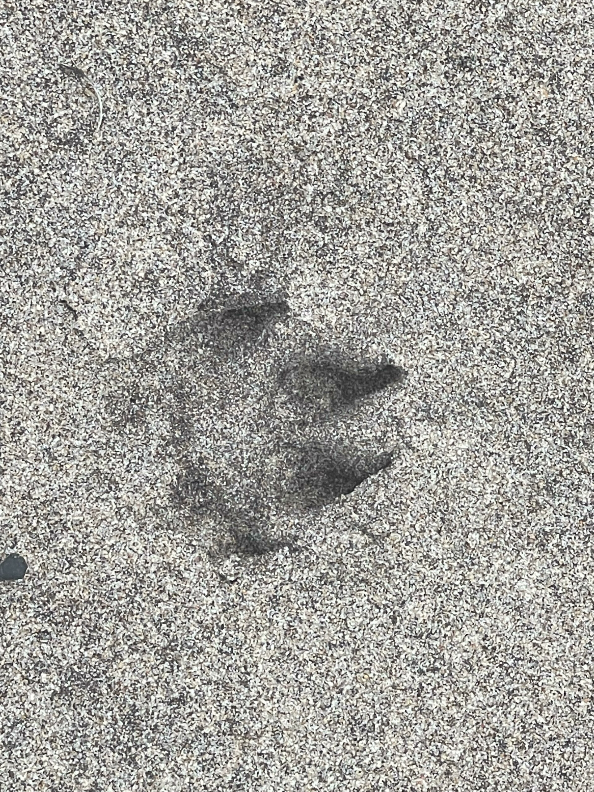 Raccoon's footprints were found in the vicinity of  the plover area at Sagg Main Beach.