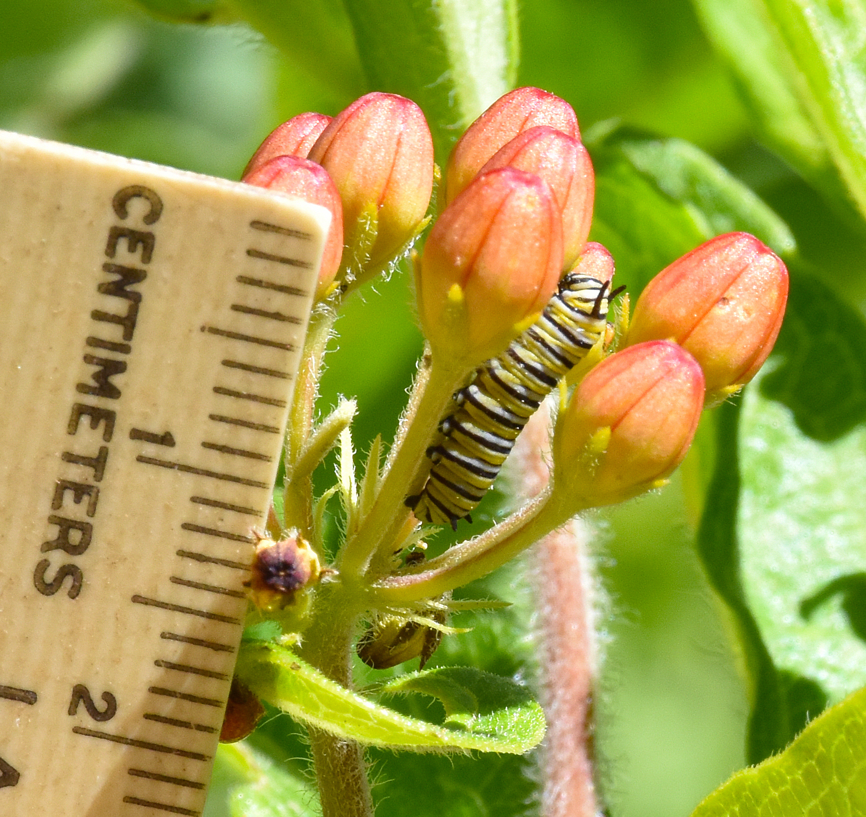 A monarch larva. JEAN HELD