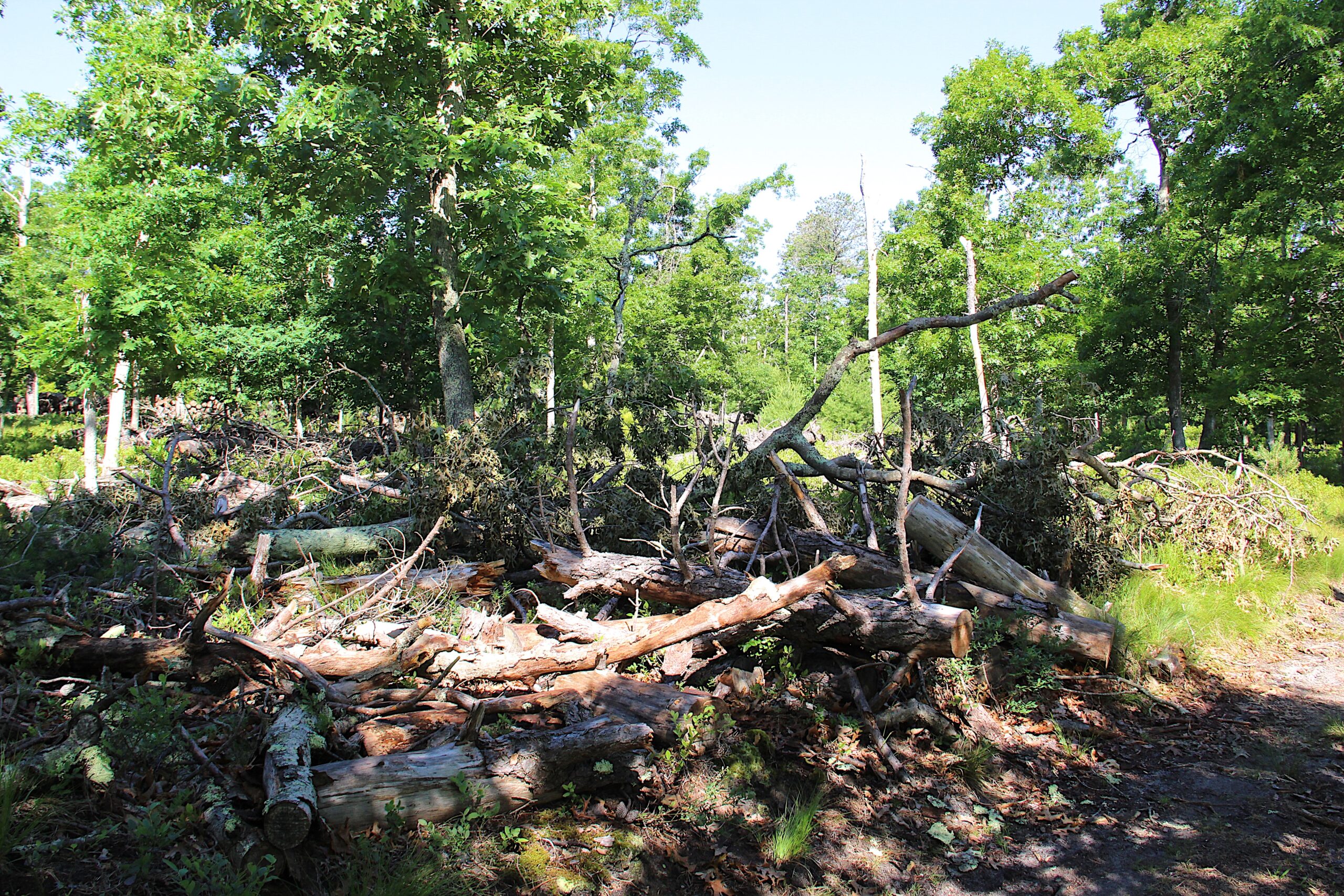Felled trees, due to southern pine beetle infestation, near Peter Van Scoyoc's property in the Northwest Woods. KYRIL BROMLEY
