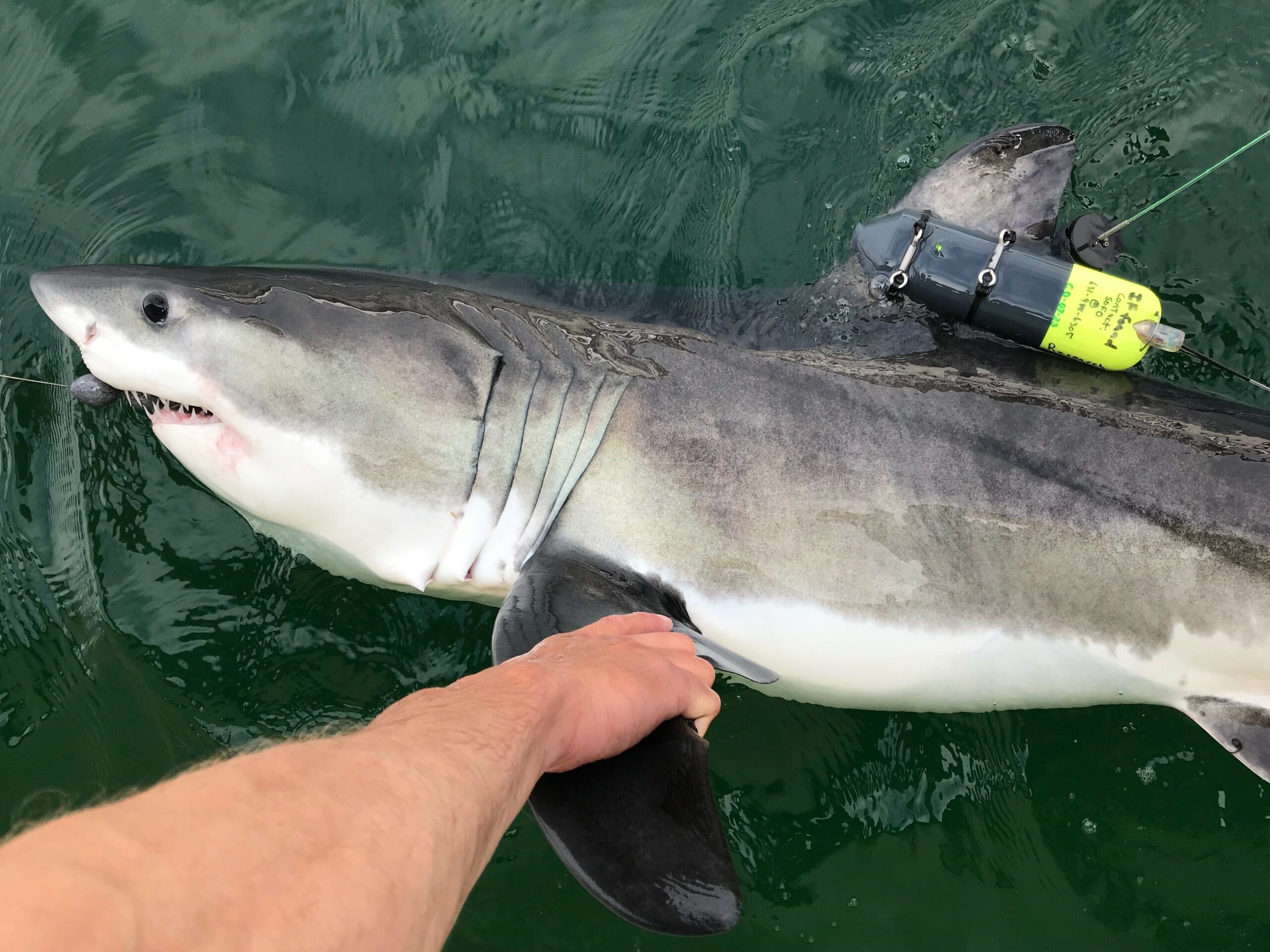 Shark spottings are a common occurrence on the East End.