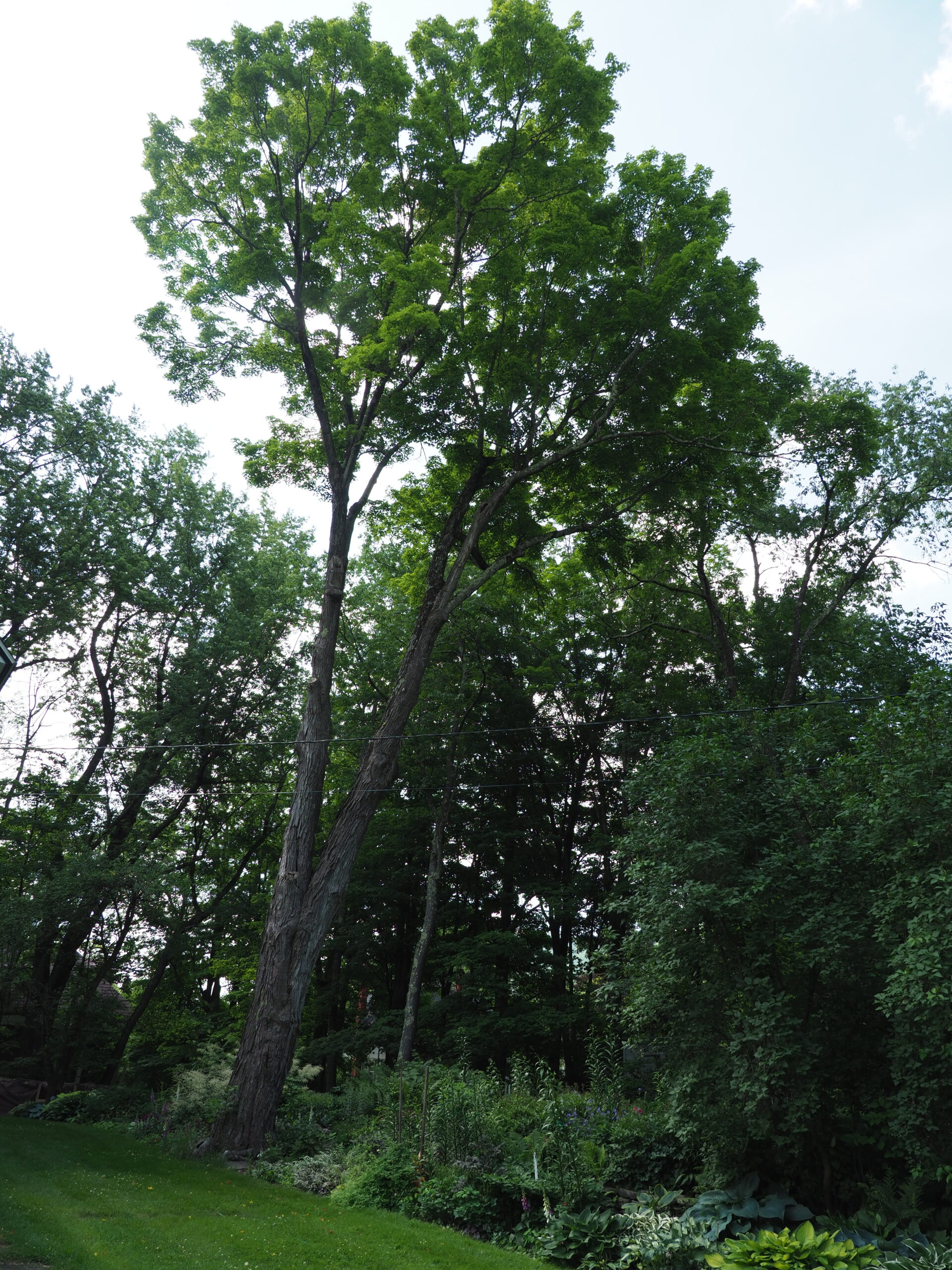 This older maple has been pruned to endure that the canopy won’t catch so much wind to crack the twin trunks.  It’s the high shade from the foliage 100 feet above that enable all the perennials and  lilacs below to thrive.  ANDREW MESSINGER