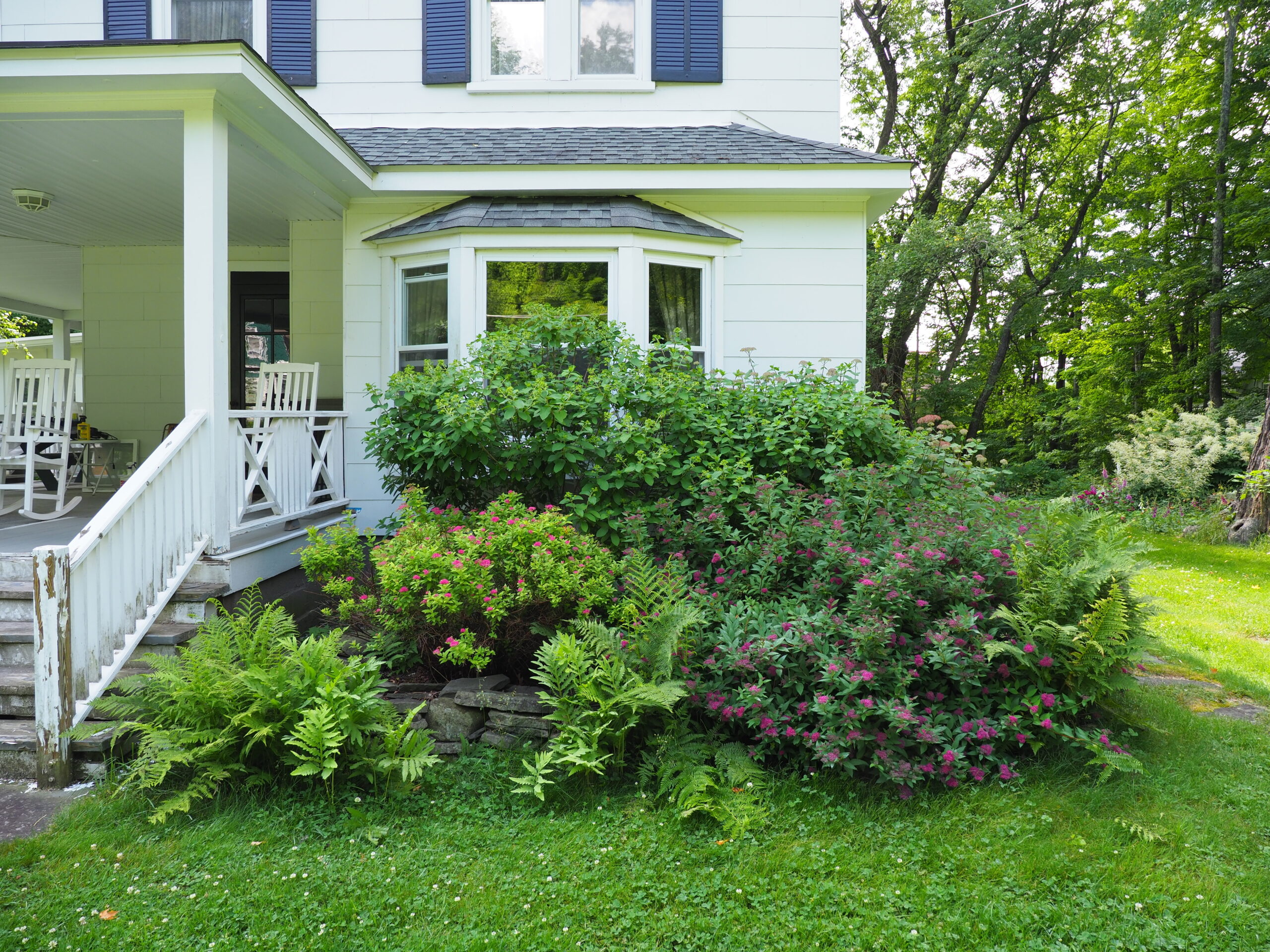 This is the north-facing end of a house that only gets sunlight for a portion of the year and only for a part of the afternoon.  However, after some experimenting a pair of hydrangeas (budded and in the back) fill in the background while two Spirea in front are just coming into bloom. The Spireas are in the 