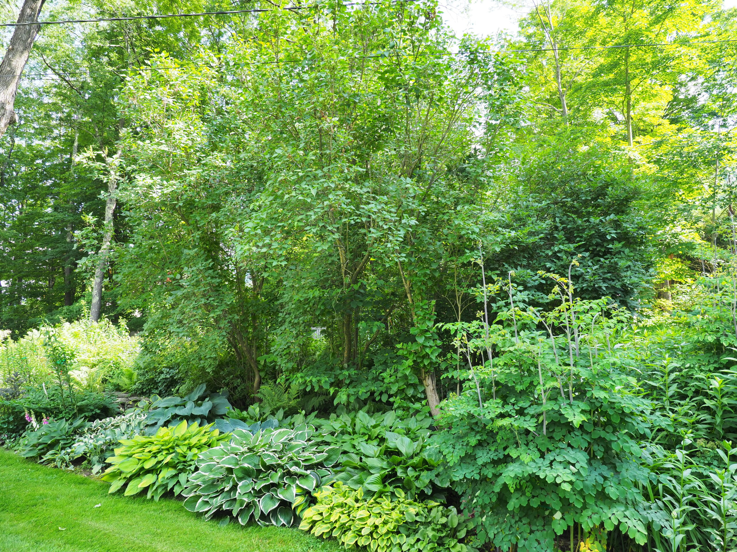 Most hostas are shade tolerant with most burning up in direct sunlight. Here the lilacs have been allowed to grow to 20 feet tall and provide all-day shade to the hostas in the border.  Again, there is bright light, but the sun never reaches the hosta foliage.   ANDREW MESSINGER