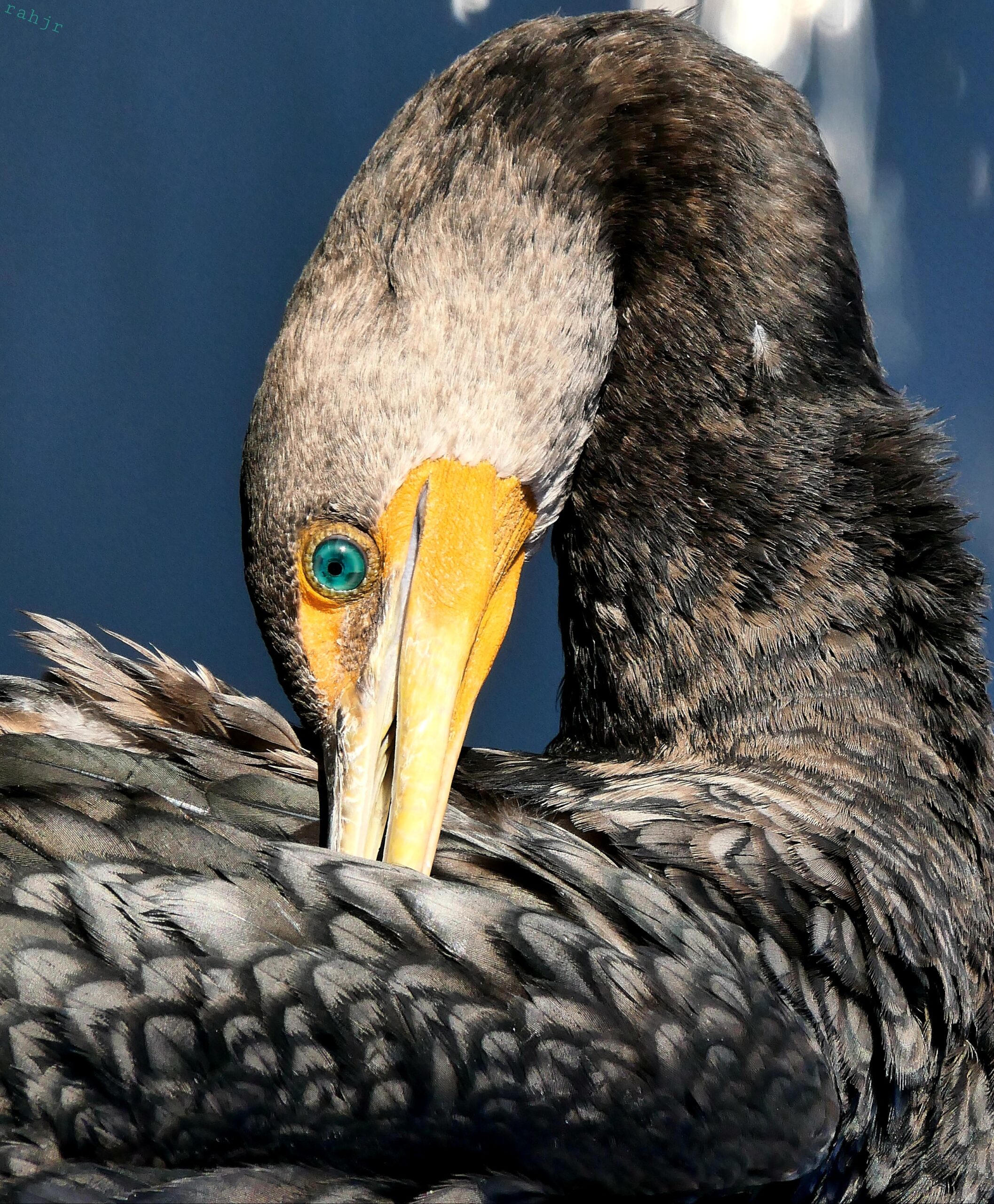 Double-crested cormorant. 