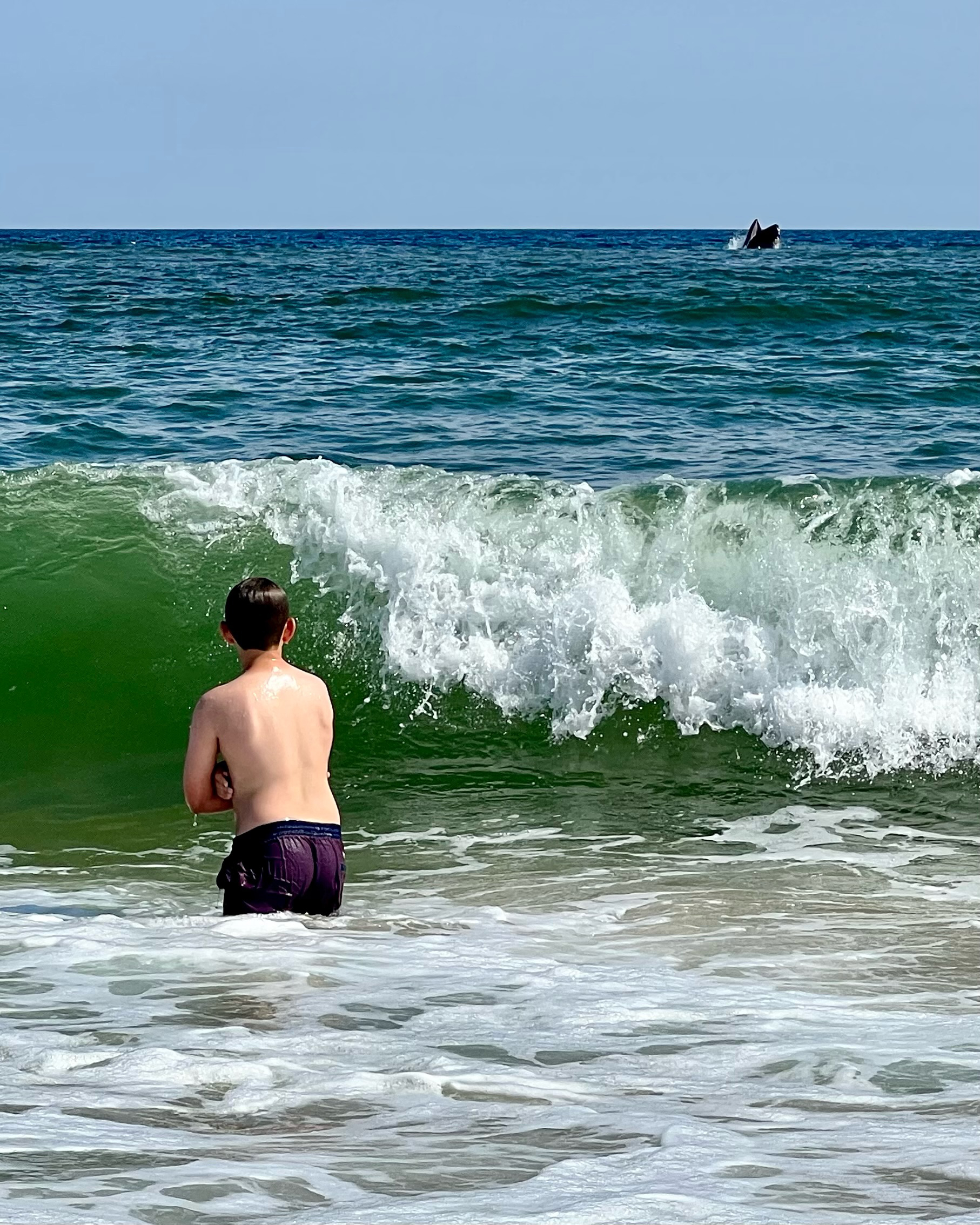 Oliver  Beyer-Clausen watches as a whale breaches at Flying Point Beach on Friday.     Mickey Beyer-Clausen