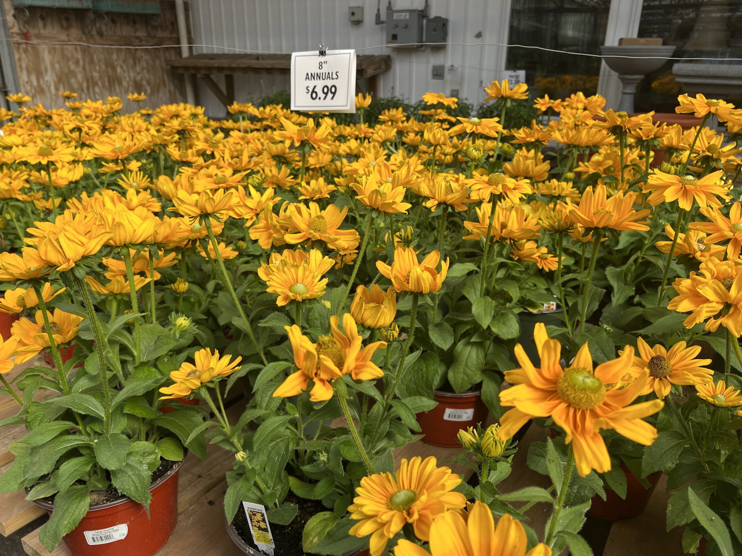 Annual type Rudbeckias for sale at a mass marketer.  These may drop seed but you never know what will result.  If they come back next year they’d be considered hardy annuals.  ANDREW MESSINGER