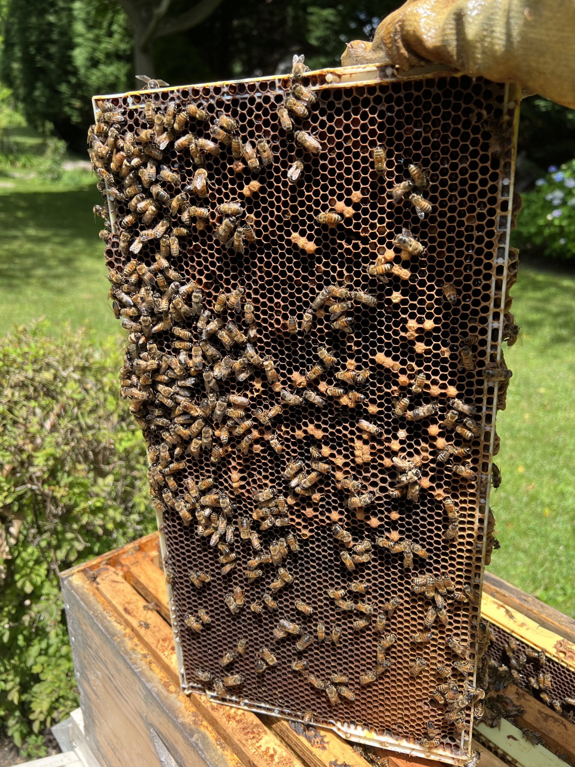 Spotty brood pattern indicates a poorly mated queen. LISA DAFFY