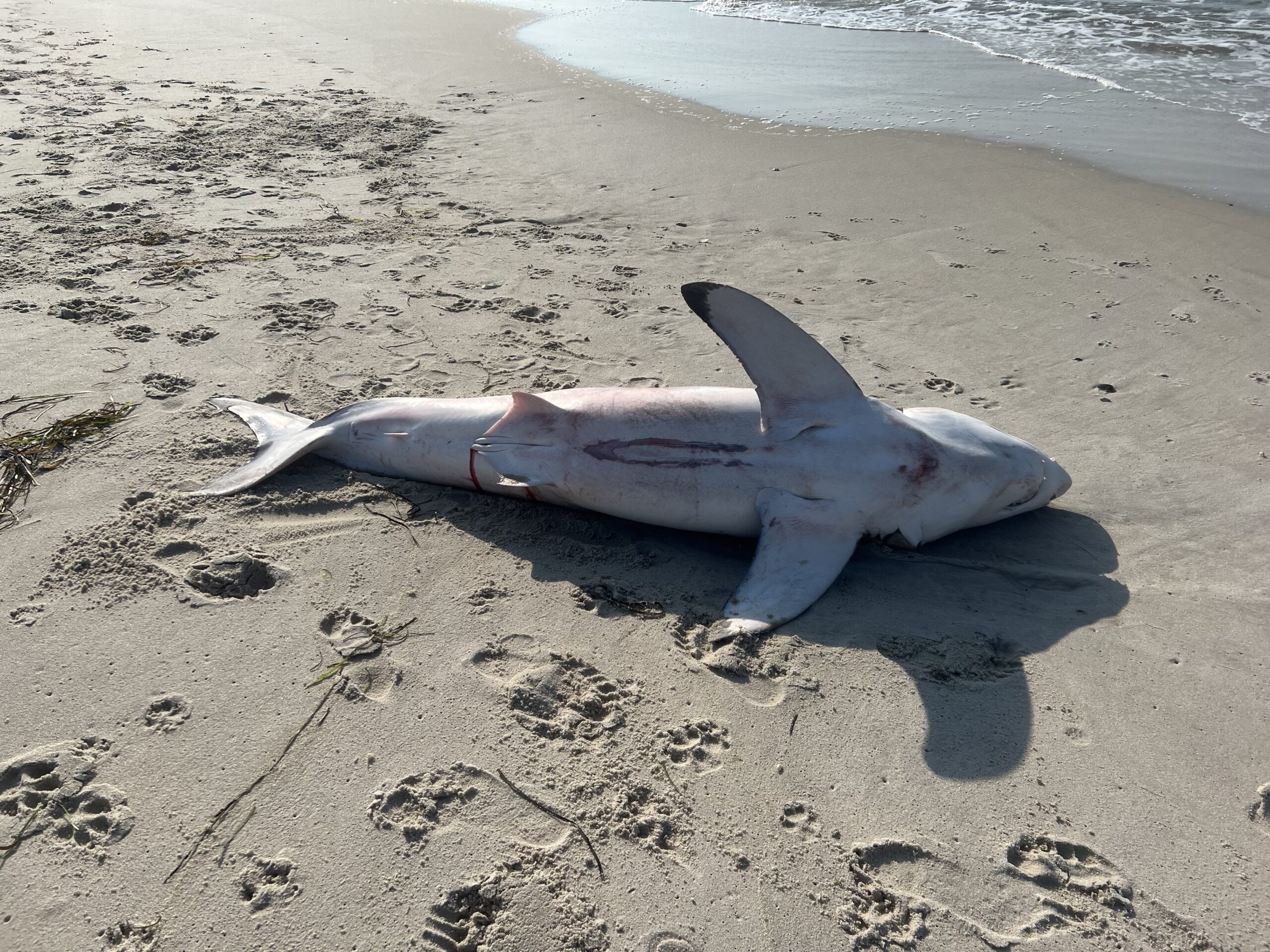 Dead Baby Great White Shark Washes Up On Long Island Beach