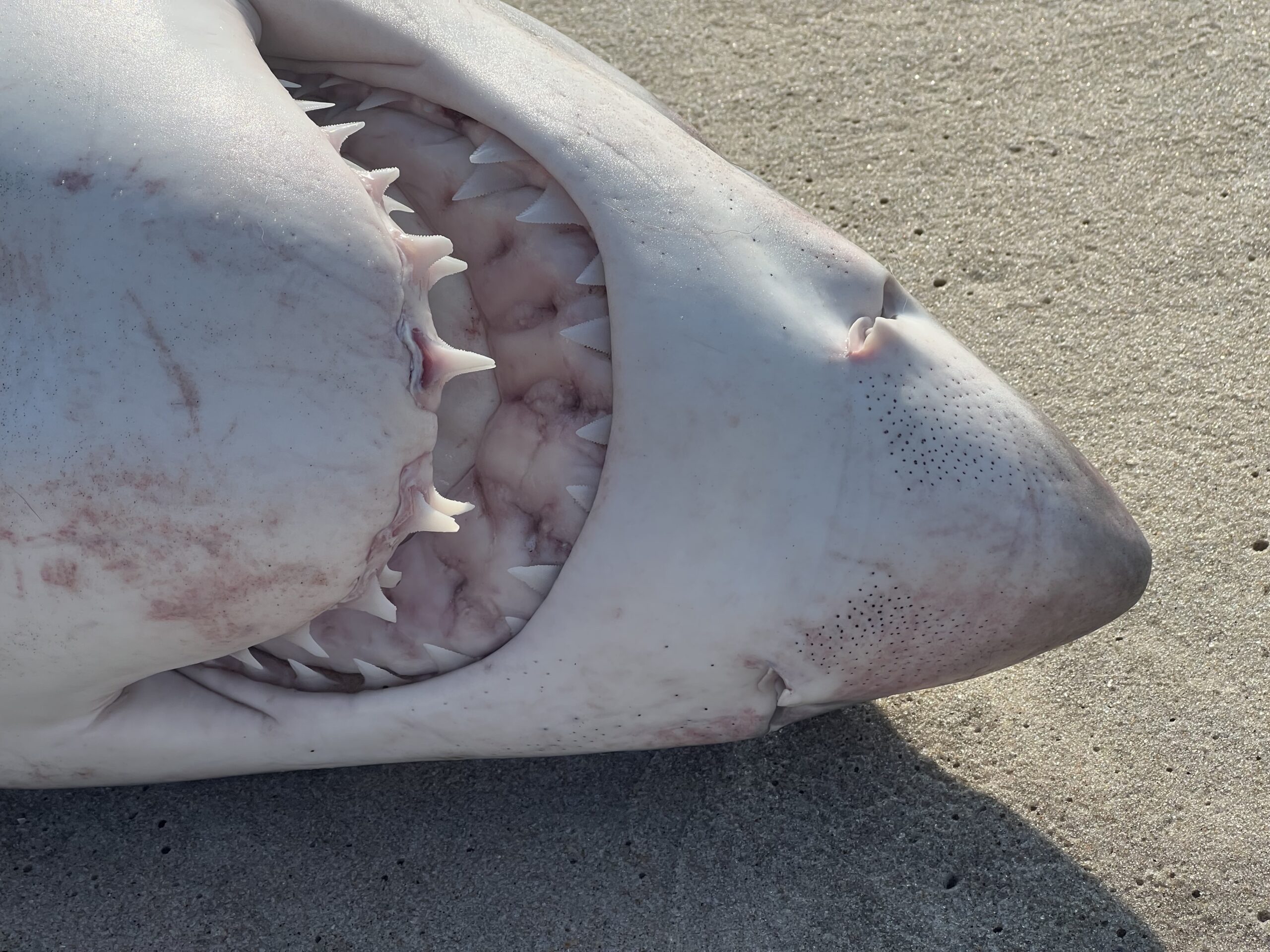 A great white sharks discovered on the Dune Road between Hampton Bays and East Quogue on Thursday, July 21.  KATRINA WINDSOR