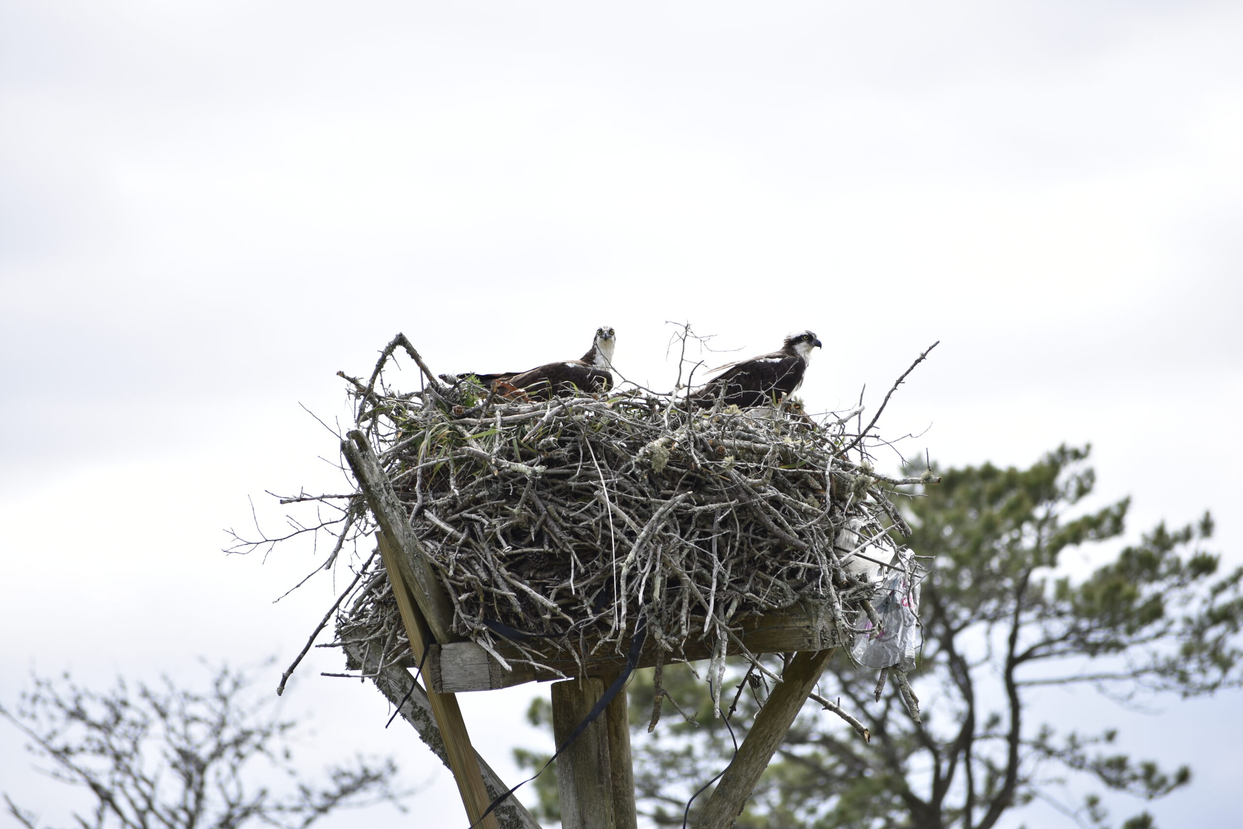 An osprey nest at Quogue Wildlife Refuge in June