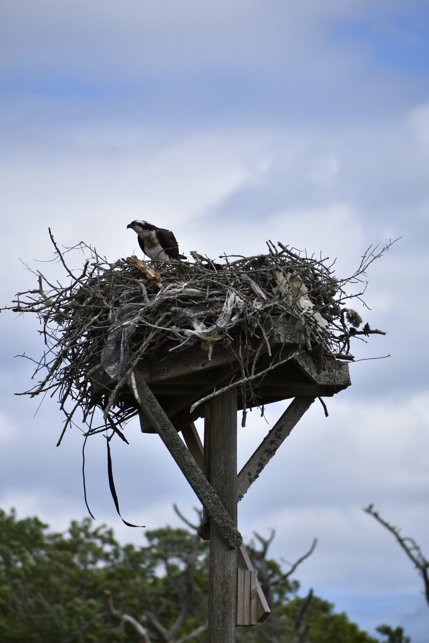 Osprey nest at Quogue Wildlife Refuge in June.