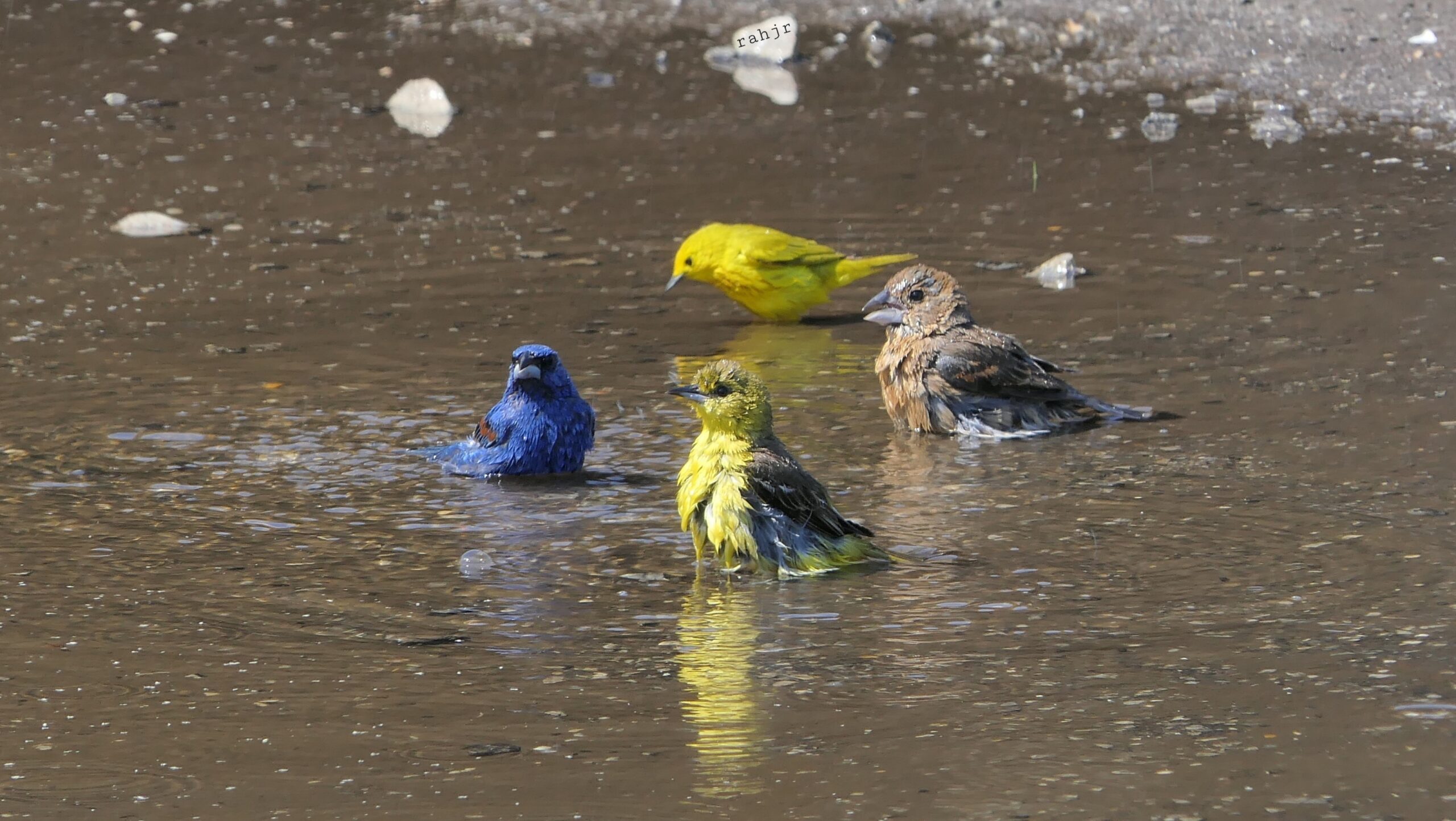 A yellow warbler, orchard oriole, blue grosbeaks and sparrow take a bath.