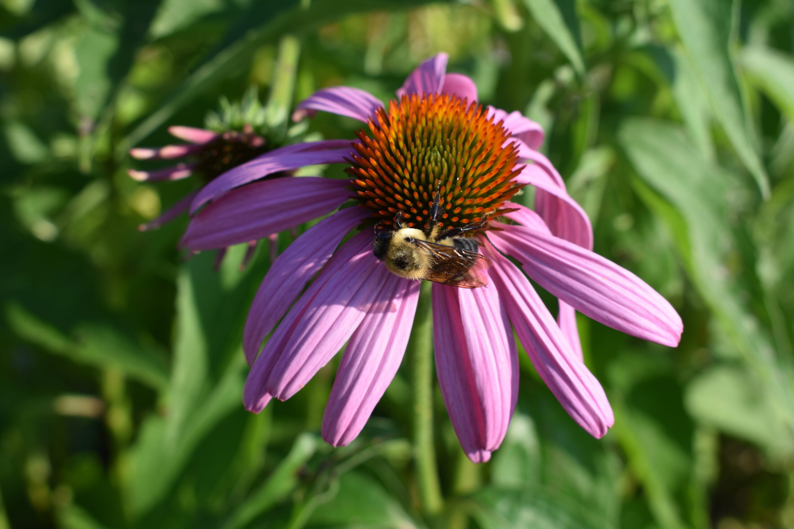 A native bumblebee on a near-native coneflower.