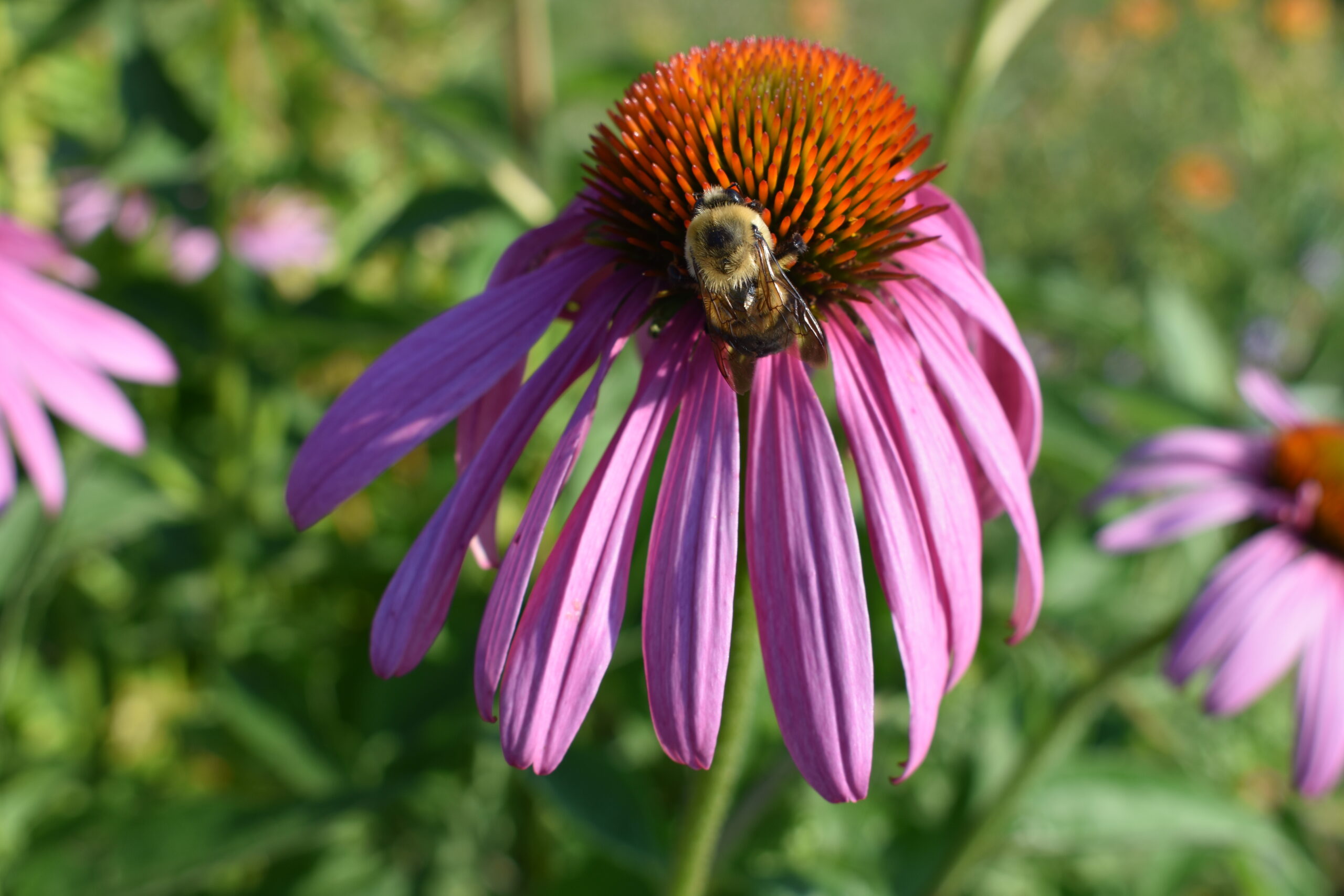 A native bumblebee on a near-native coneflower.