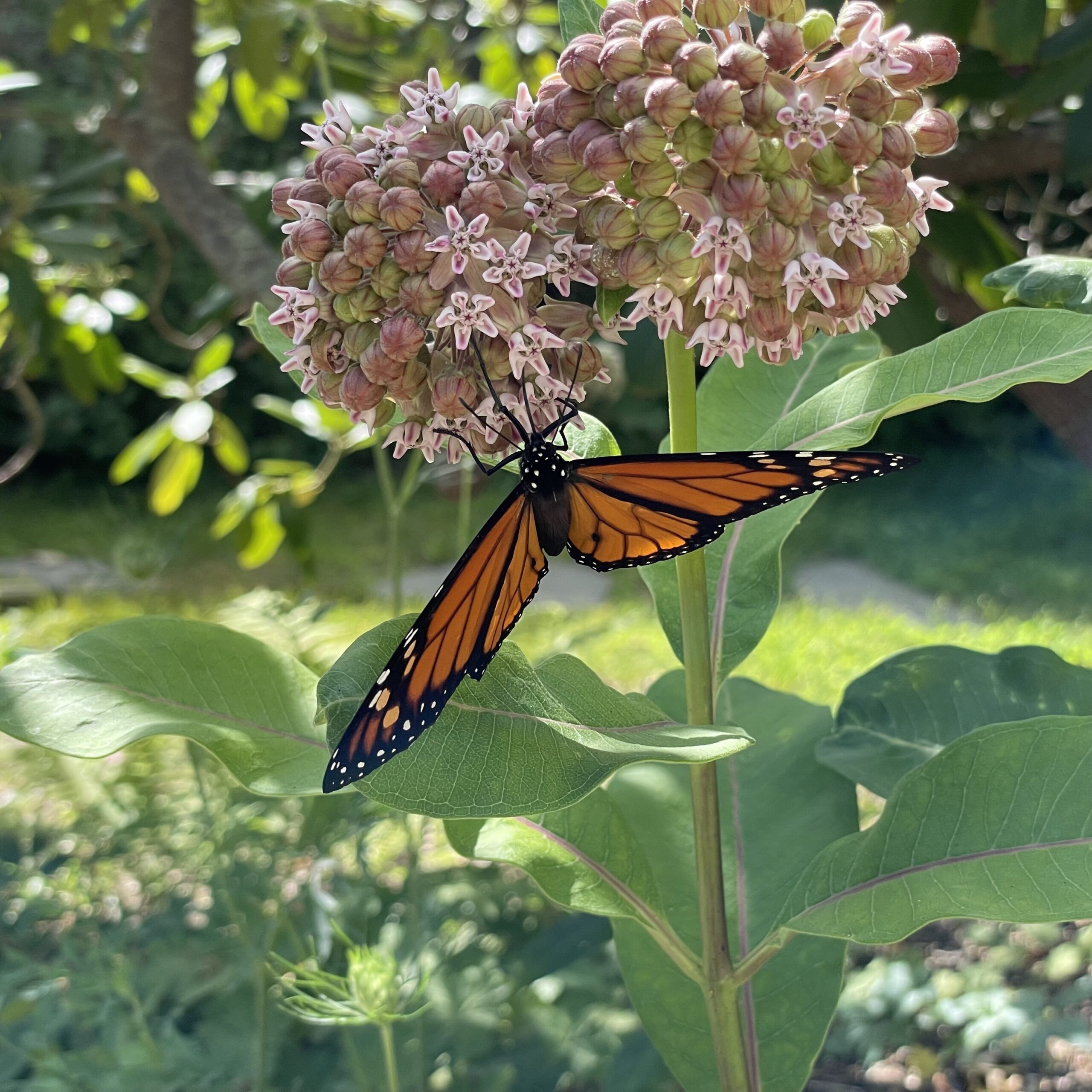 A butterfly lands on a common milkweed in the garden of Leonard Green, co-founder of ChangeHampton.