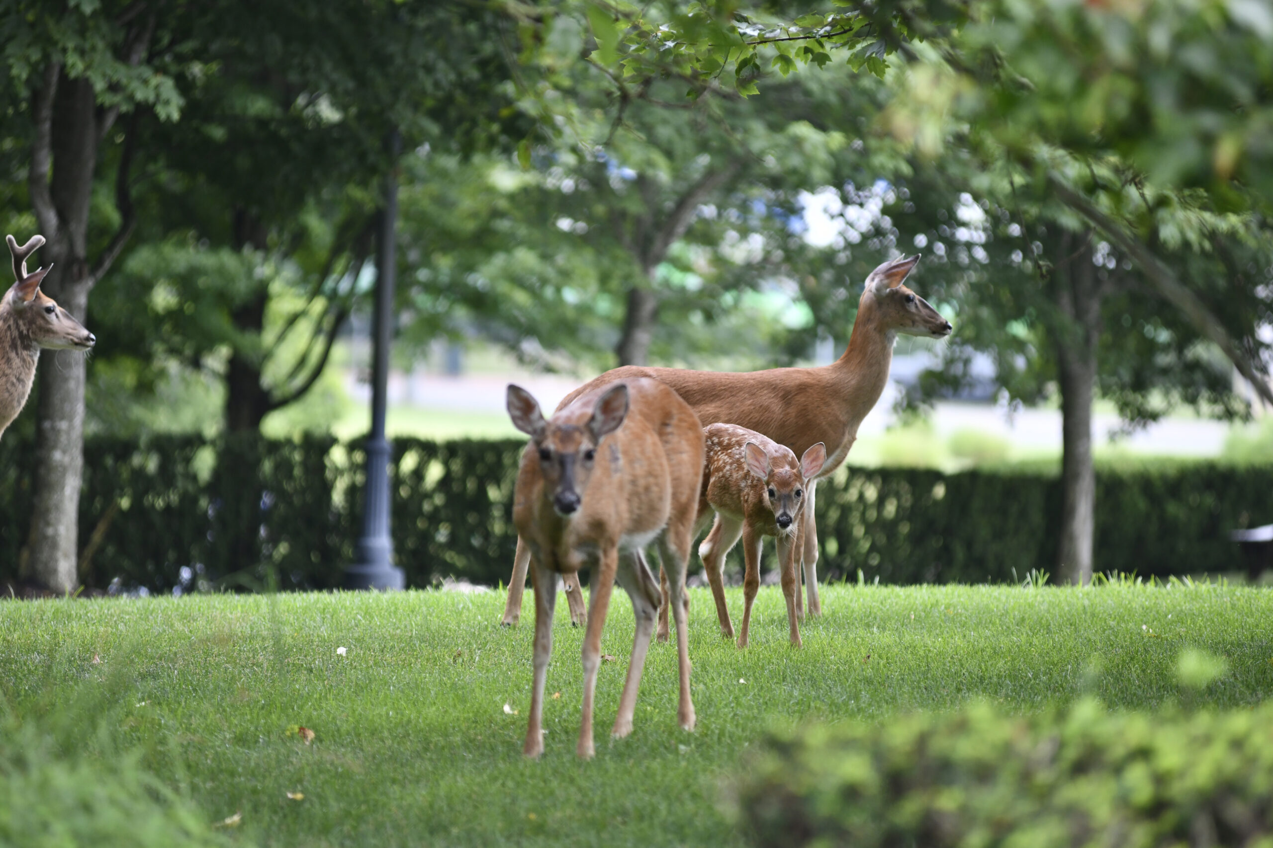 Deer on the premises of The Southampton Press office in Southampton Village.   DANA SHAW