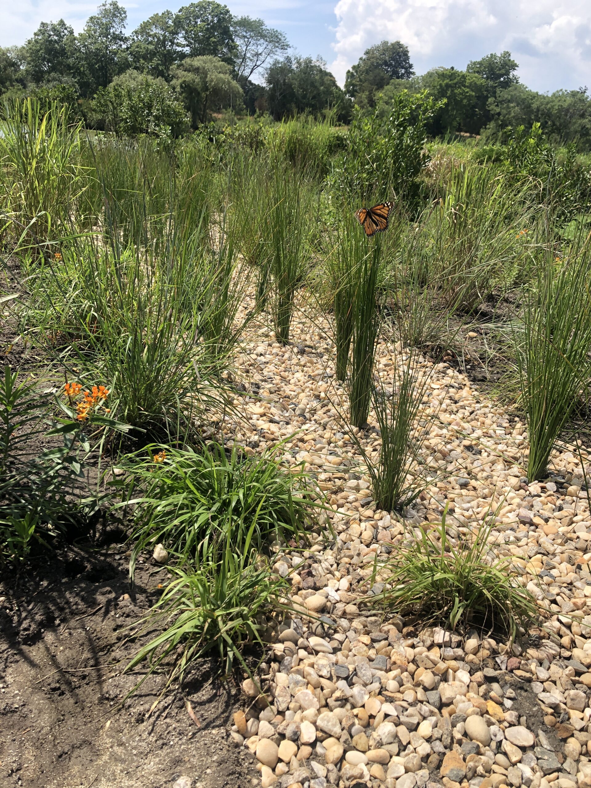 The new bioswale installed at the end of Linden Lane by Piazza Horticultural will not only improve water quality in Lake Agawam but will also be a habitat for native species, like this now endangered Monarch butterfly that was flitting among the garden earlier this week. CAILIN RILEY