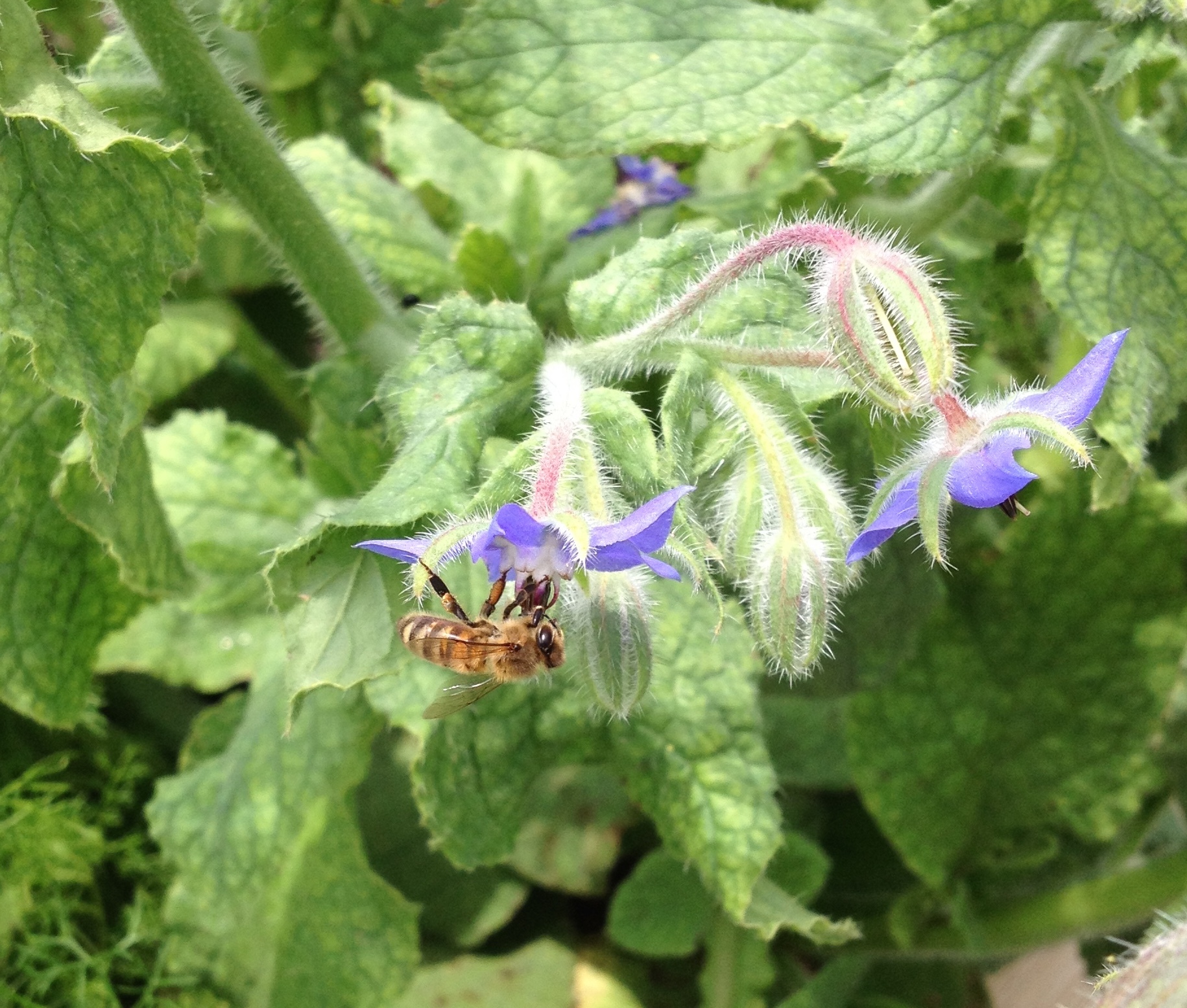A honeybee on borage. LISA DAFFY