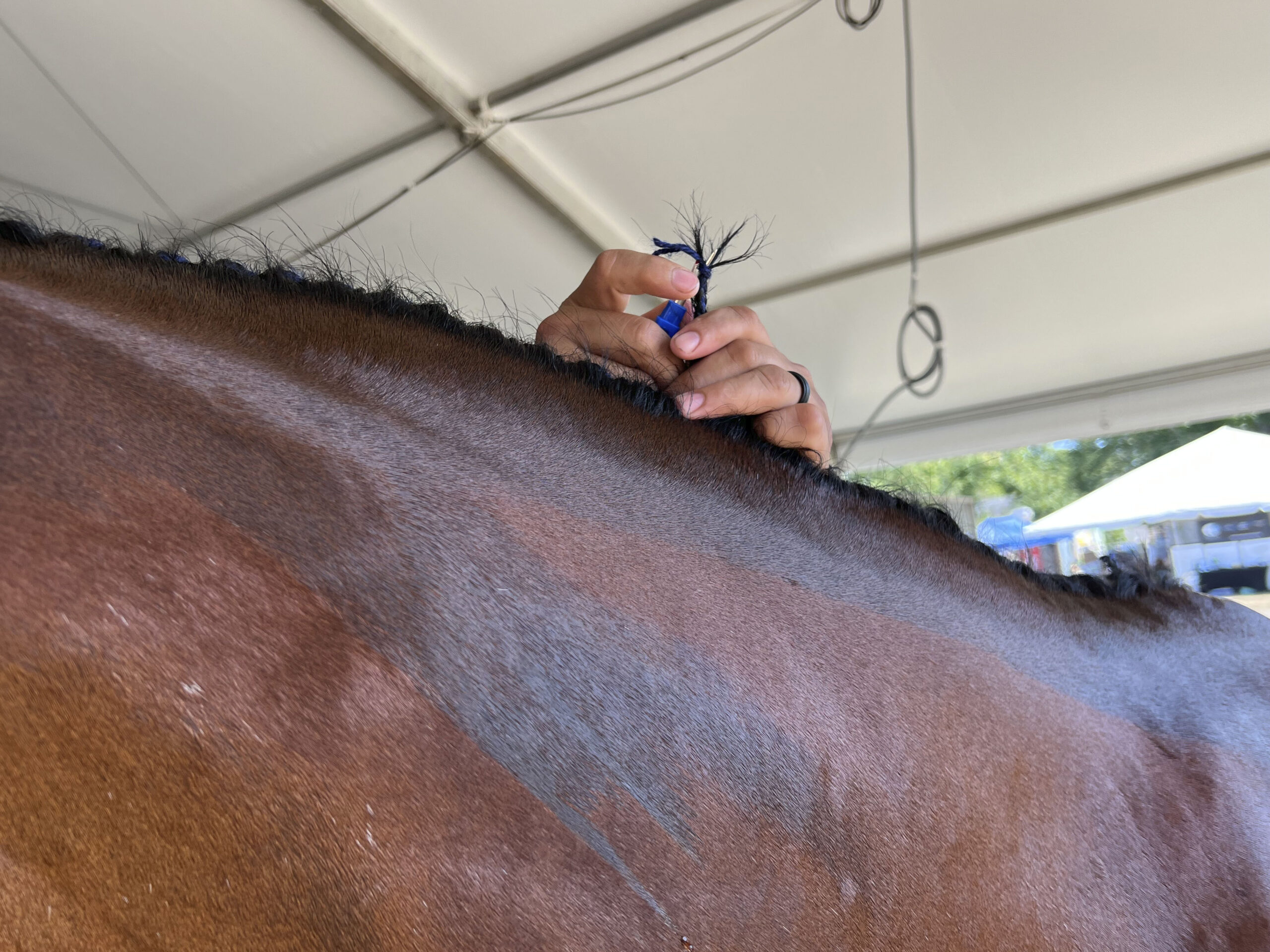 Graciano Mayo takes out Cheeky's mane braids at the Hampton Classic Horse Show on Sunday.  DANA SHAW