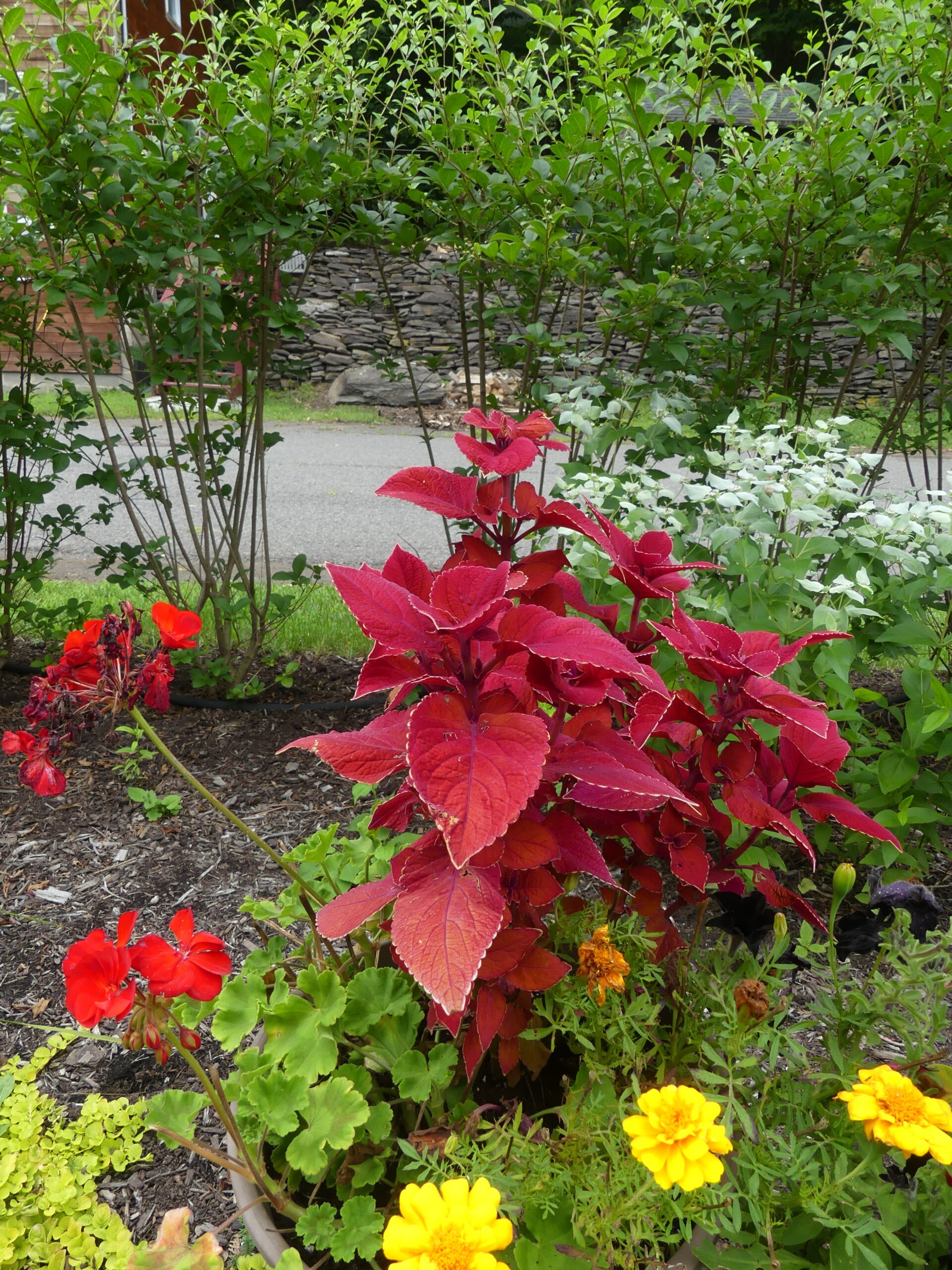 Want to make sure this particular red Coleus is in your garden next summer? Simply take a cutting, root it and grow in indoors until spring. Keep it well pinched and don’t let it flower.
ANDREW MESSINGER