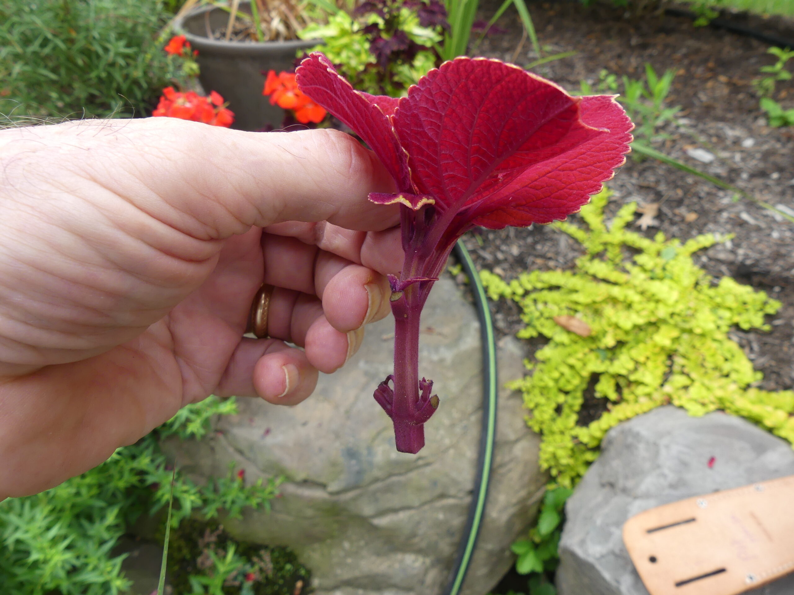 On a cloudy day take a tip cutting of your coleus that’s about 2.5 inches long.  Remove the bottom leaves with a pruner and dust the bottom inch of the stem with a #1 rooting hormone.  Place the cutting in wet sand (not beach sand) or a propagation mix.  If kept in a bright spot indoors and occasionally misted it will root in 7-10 days and can be potted up once well rooted.
ANDREW MESSINGER