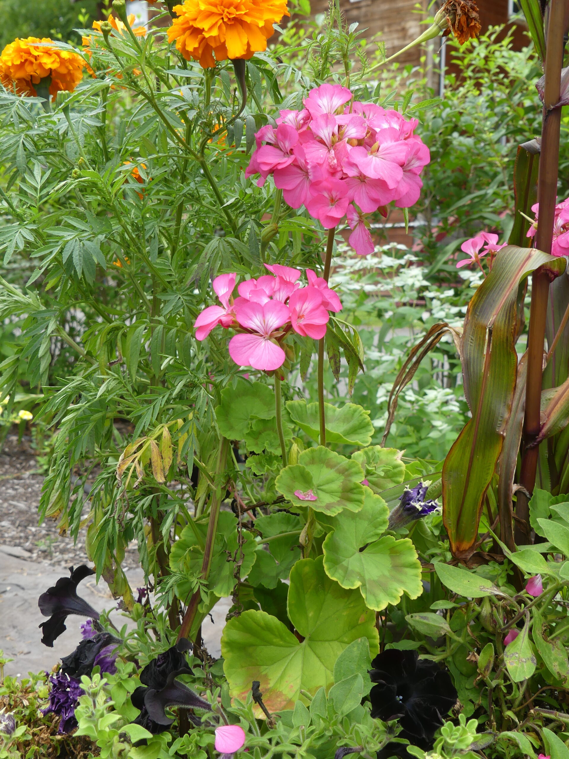 Have a Geranium that you want back in your garden next summer?  Take a 3-inch stem cutting and remove any flowers or buds.  ANDREW MESSINGER