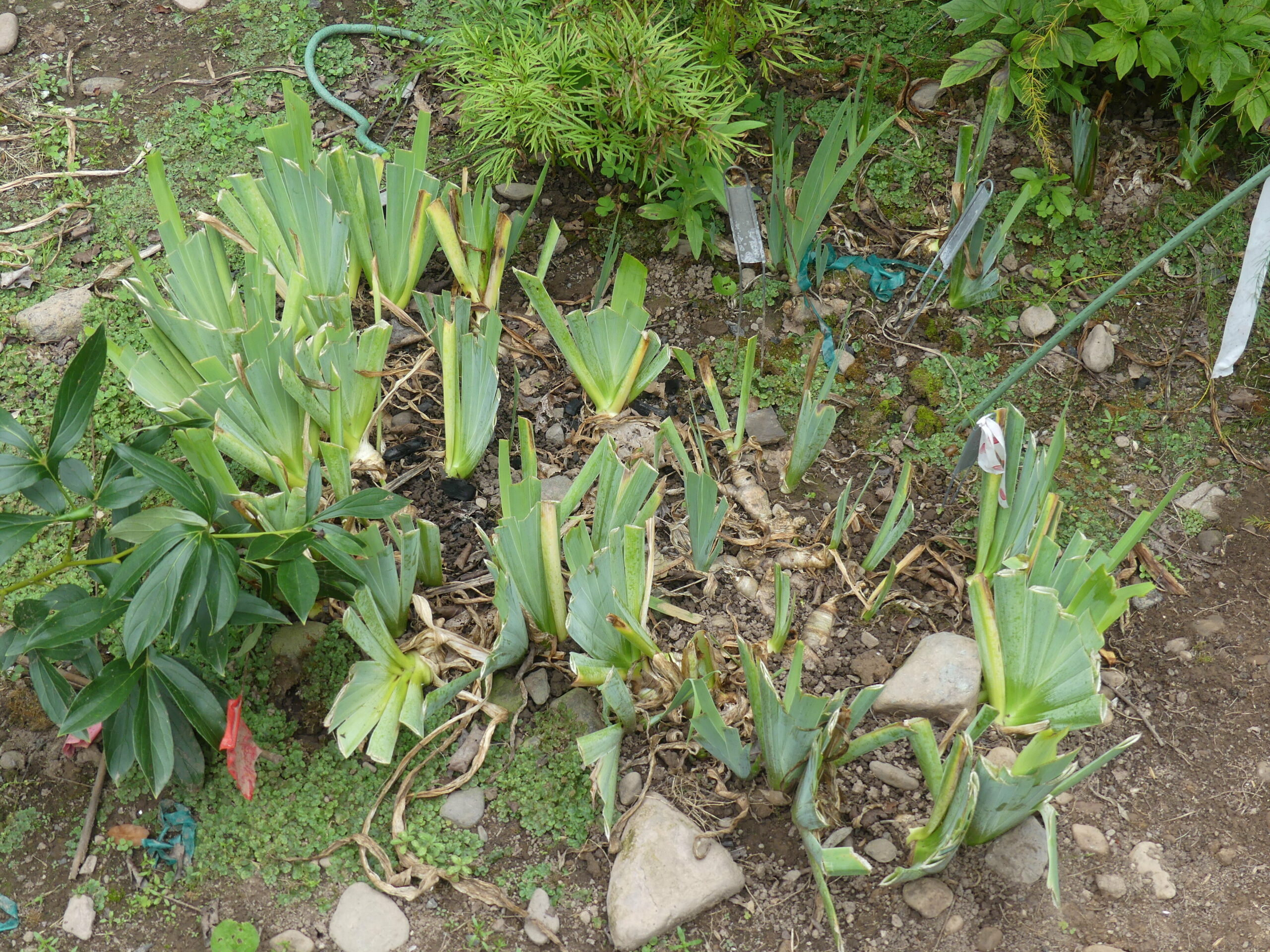 If you’ve got Iris in your garden that have stopped blooming or are blooming less, it may be time to rejuvenate the plants. Begin by cutting back the foliage to about 3 to 5 inches now. Full instructions in next week’s column.  ANDREW MESSINGER