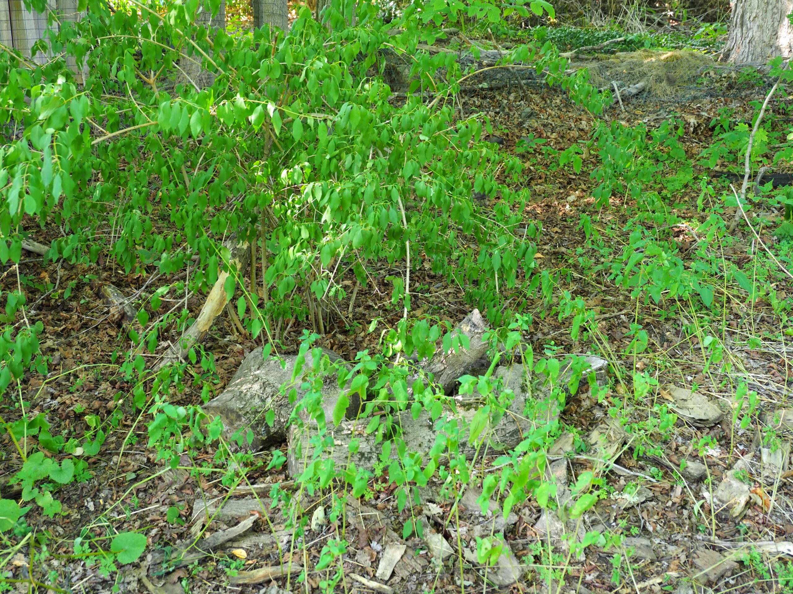 Another plant, a Japanese wood fern, in a shaded and mulched area is showing the signs of stress from the ongoing drought.
ANDREW MESSINGER