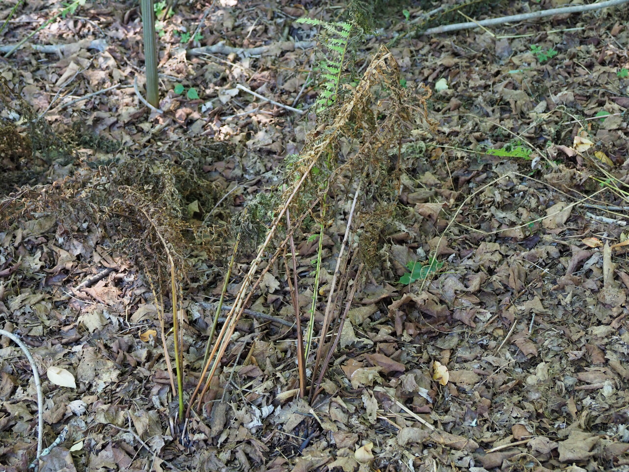 Even with a mulch of last year's leaves, the floor of this wooded area is parched and the usually hardy ostrich ferns are very close to toast.  ANDREW MESSINGER
