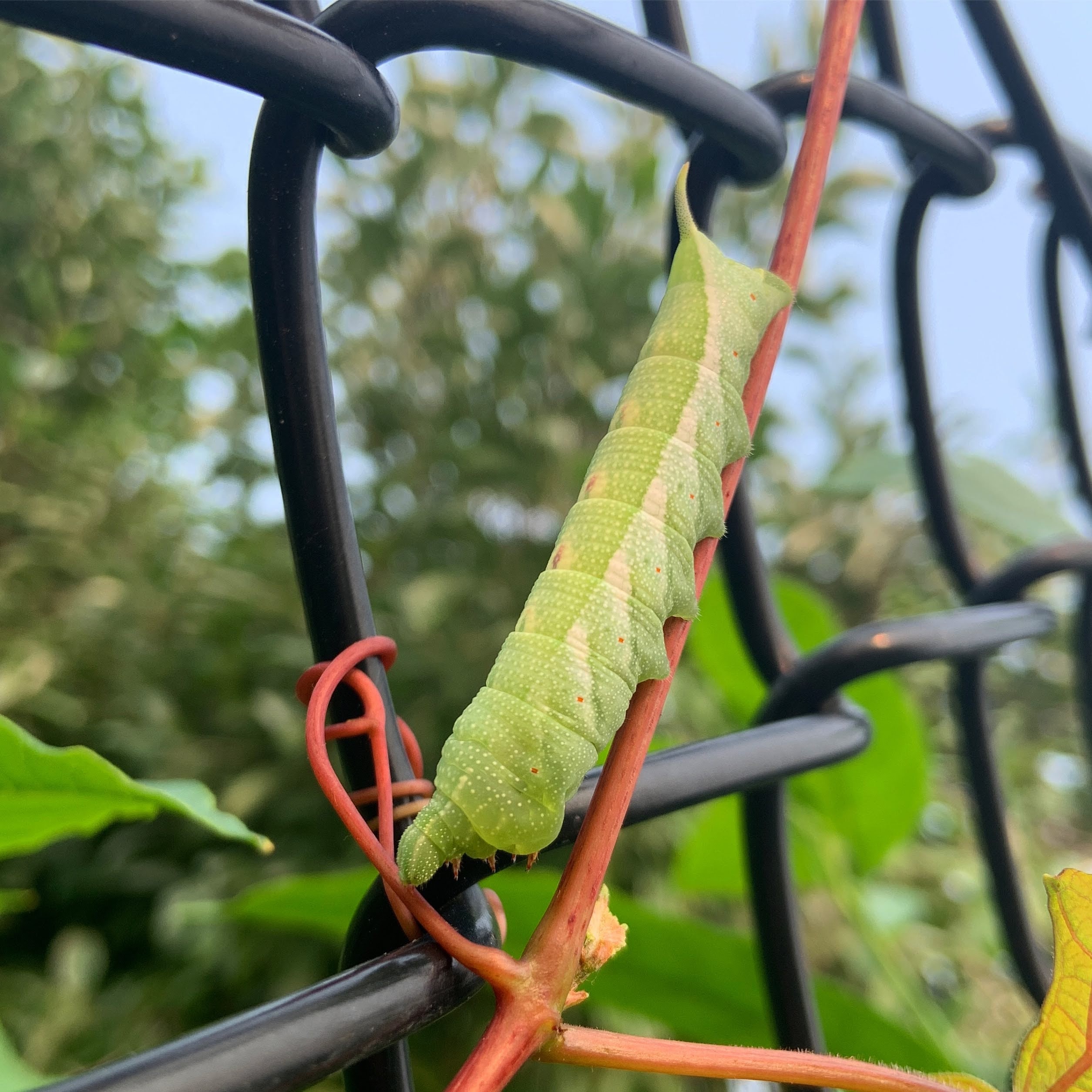 Virginia creeper sphinx moth caterpillar.