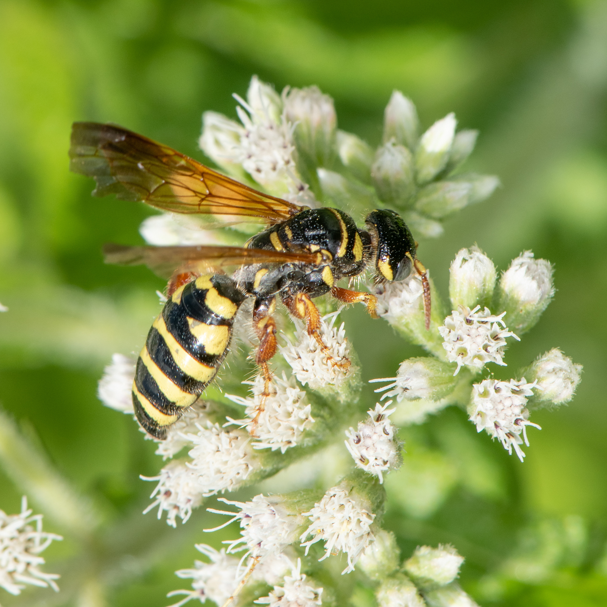 Wasps comprise 15 percent of the total number of flower-visiting insects worldwide. HEATHER HOLM
