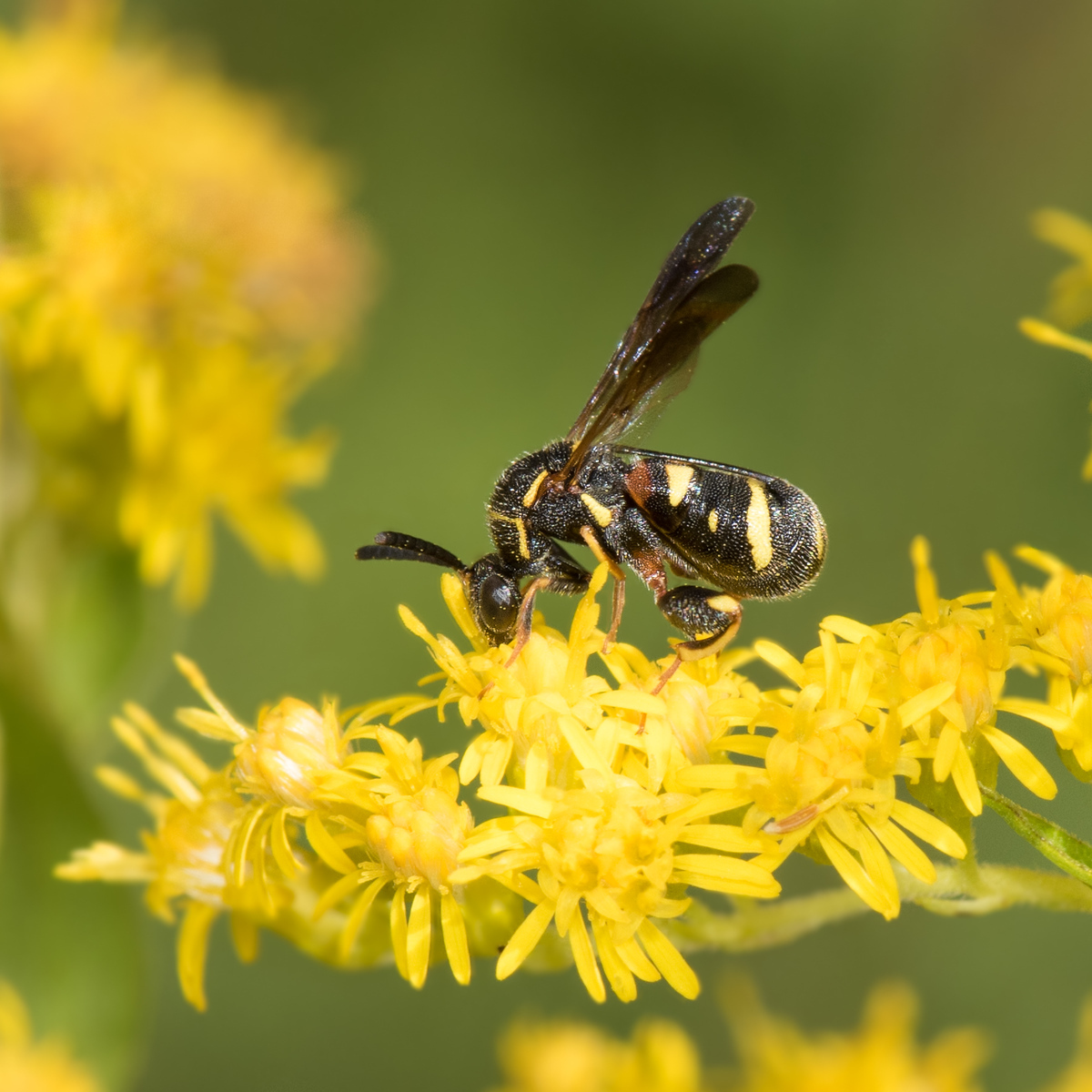 Wasps comprise 15 percent of the total number of flower-visiting insects worldwide. HEATHER HOLM