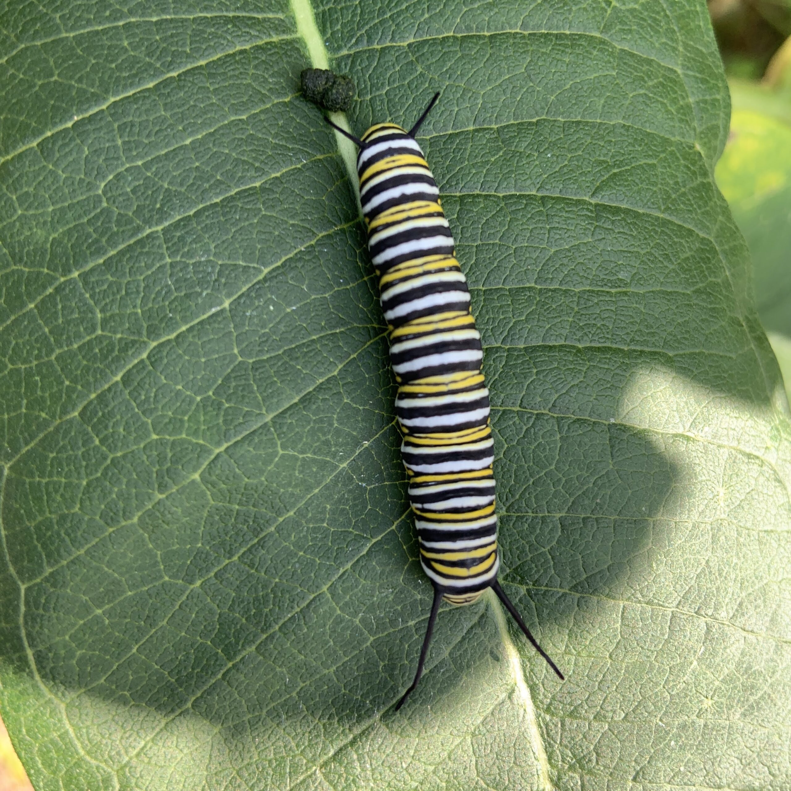 A monarch butterfly caterpillar on common milkweed.