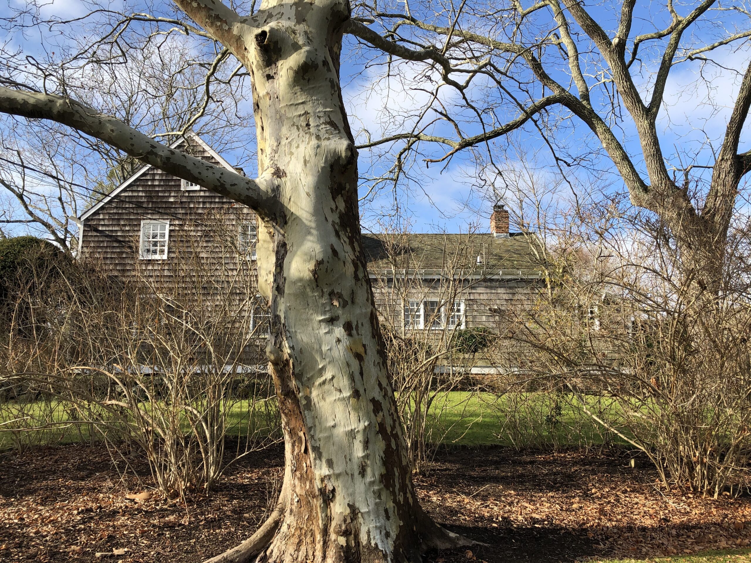 A view from Ocean Road of the John Sandford House in Bridgehampton. The saltbox style house, built in 1745, was taken apart by its current owner, but whether it will be rebuilt is unknown. COURTESY ANN SANDFORD