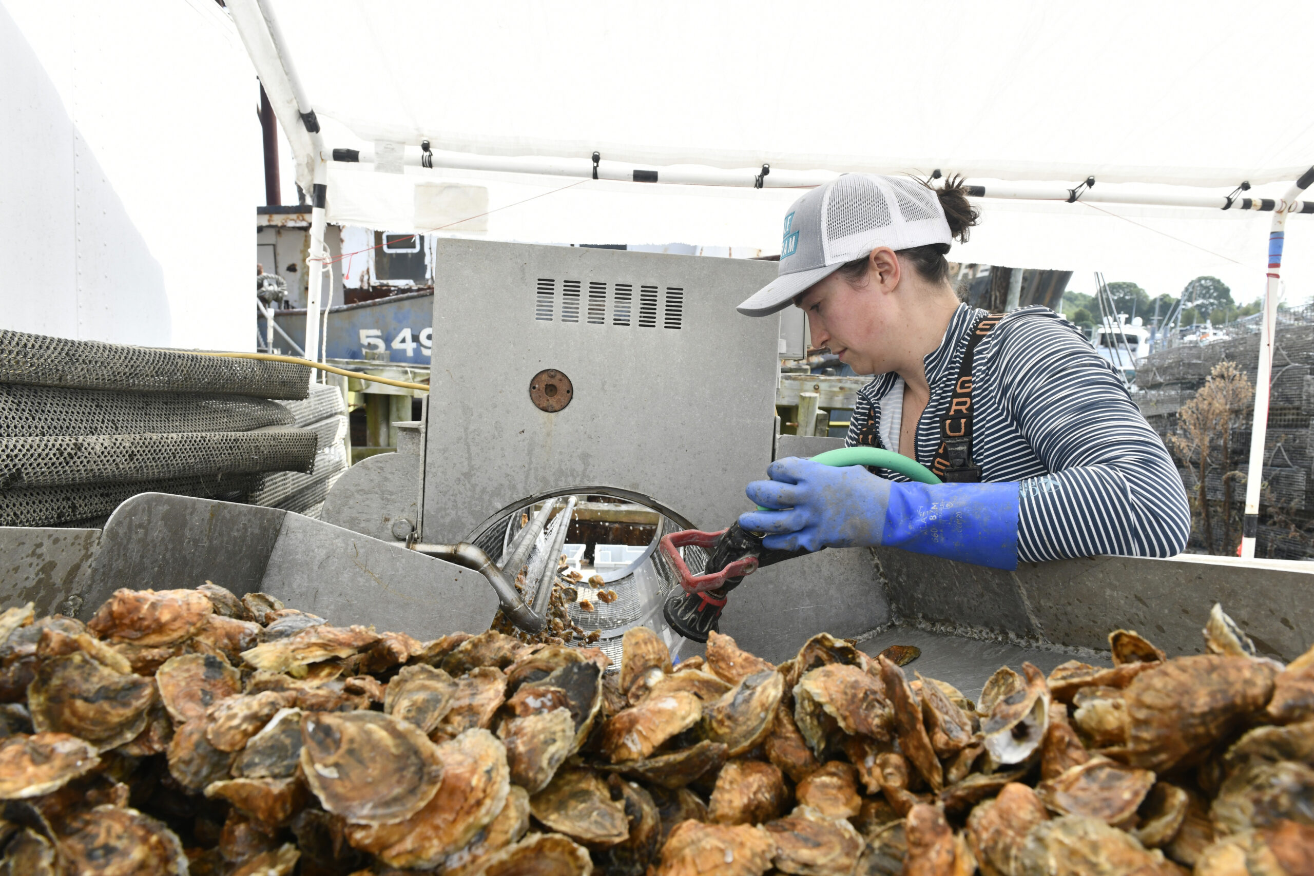 Elizabeth Peebles puts oyster through the tumbler.  DANA SHAW