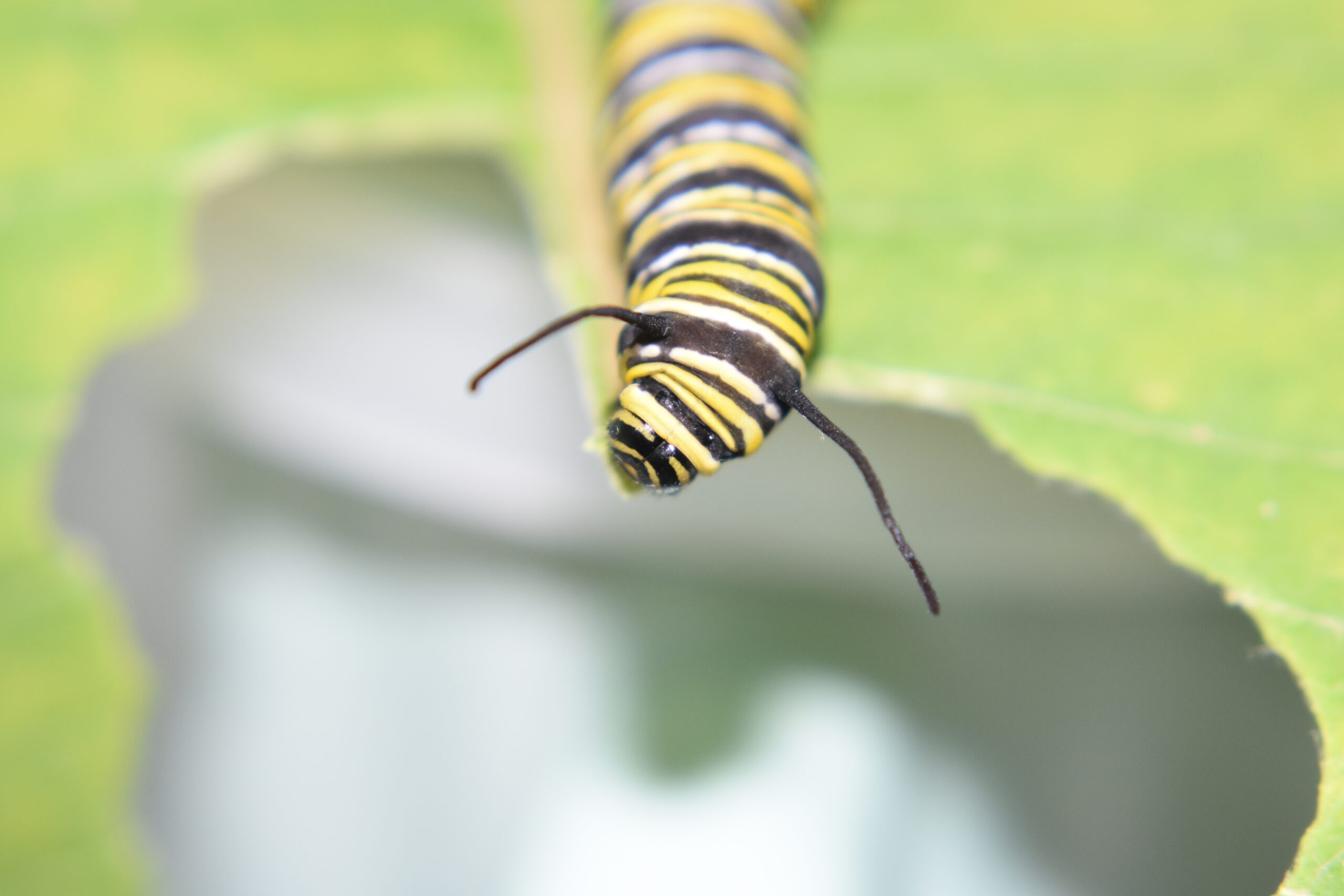 A monarch caterpillar munches on milkweed. BRENDAN J. O'REILLY