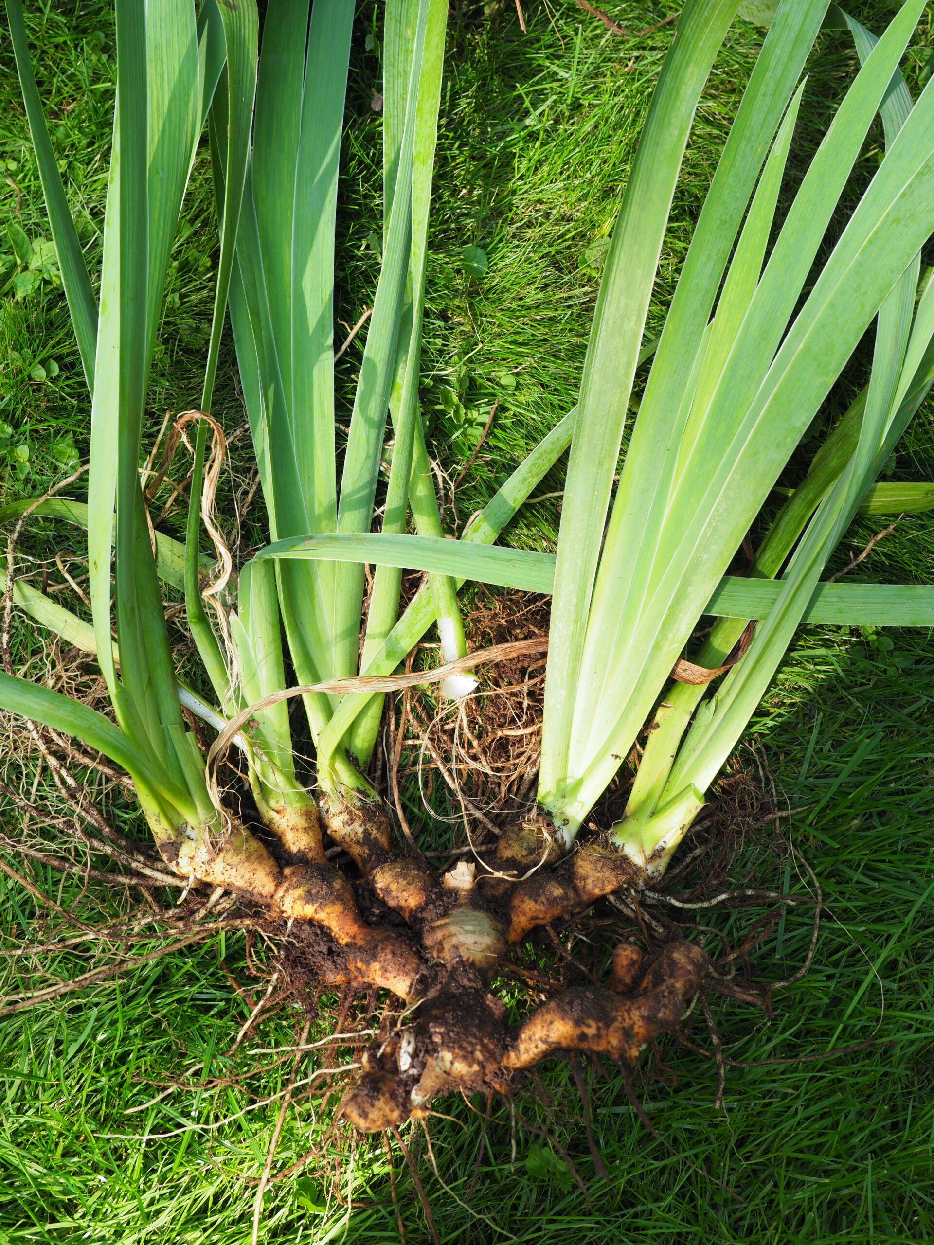 A large clump of old rhizomes from a bearded iris. The fan arrangement gives a bit of a clue that this group would divide nicely as one three-fan and one two-fan divisions.  Much of the rhizome on the left side will be discarded.  ANDREW MESSINGER