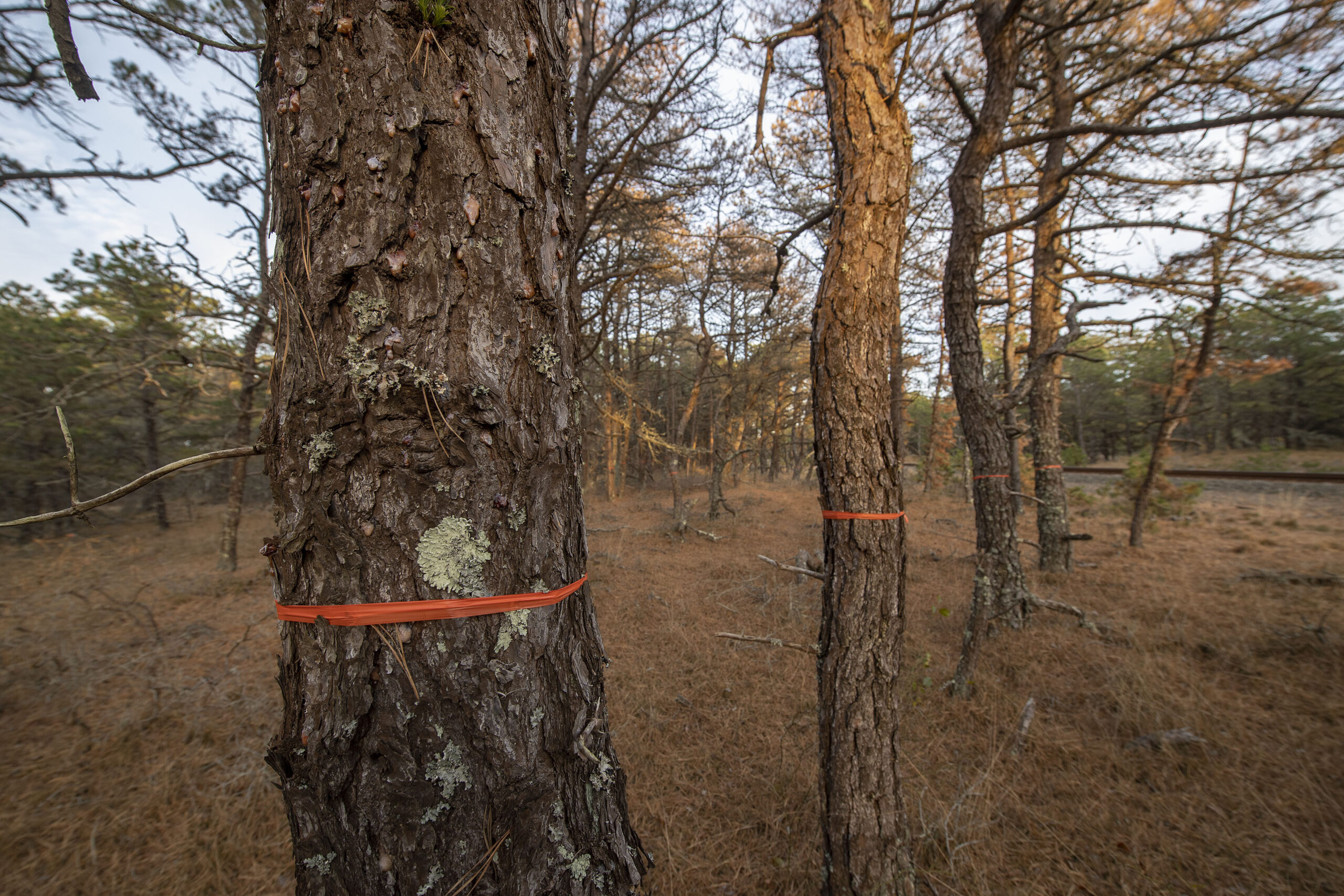 Pine trees marked for cutting in Napeague State Park because of infestations by southern pine beetles.