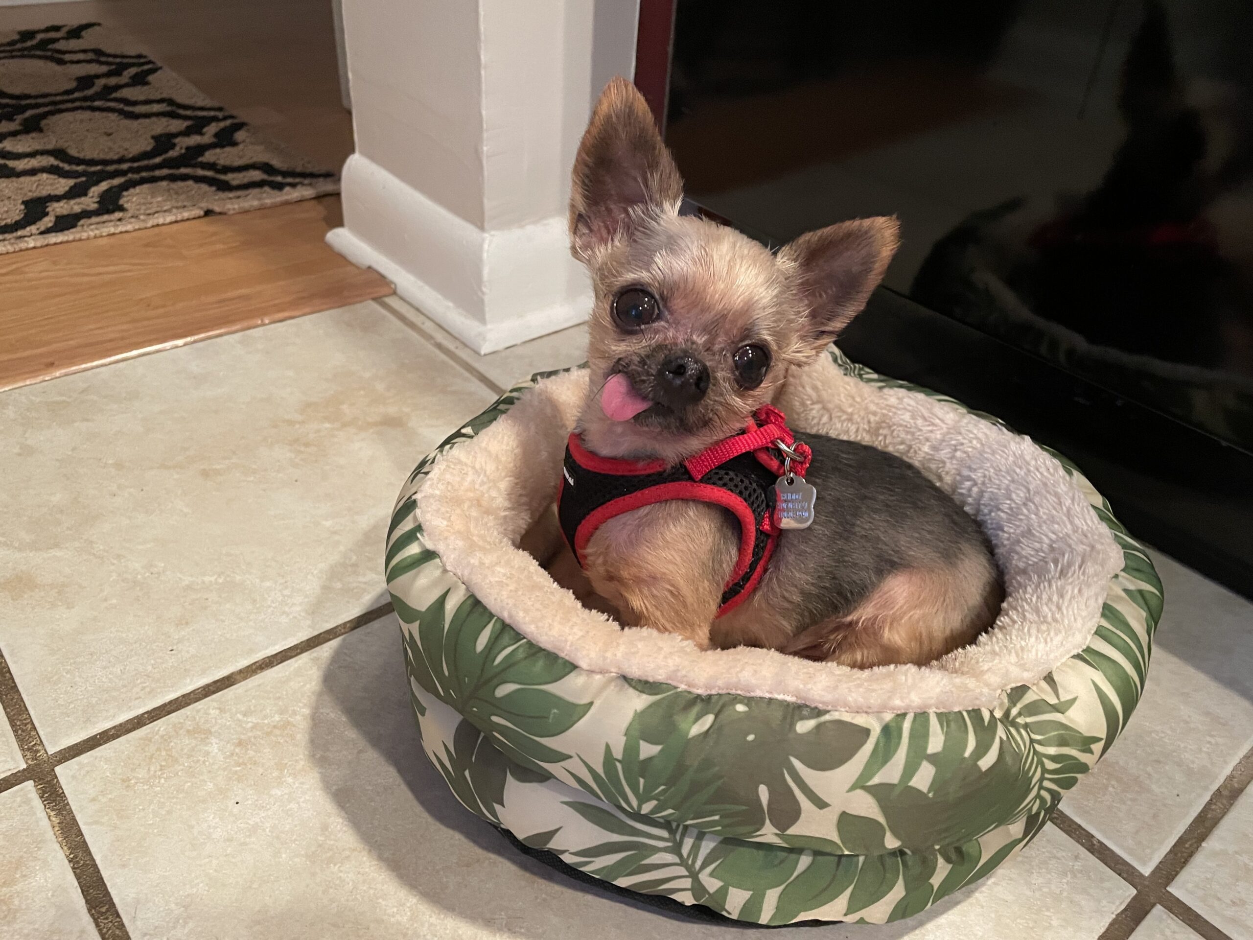 Buddy, who came from a puppy mill, made a full recovery in a loving foster home. COURTESY SOUTHAMPTON ANIMAL SHELTER FOUNDATION