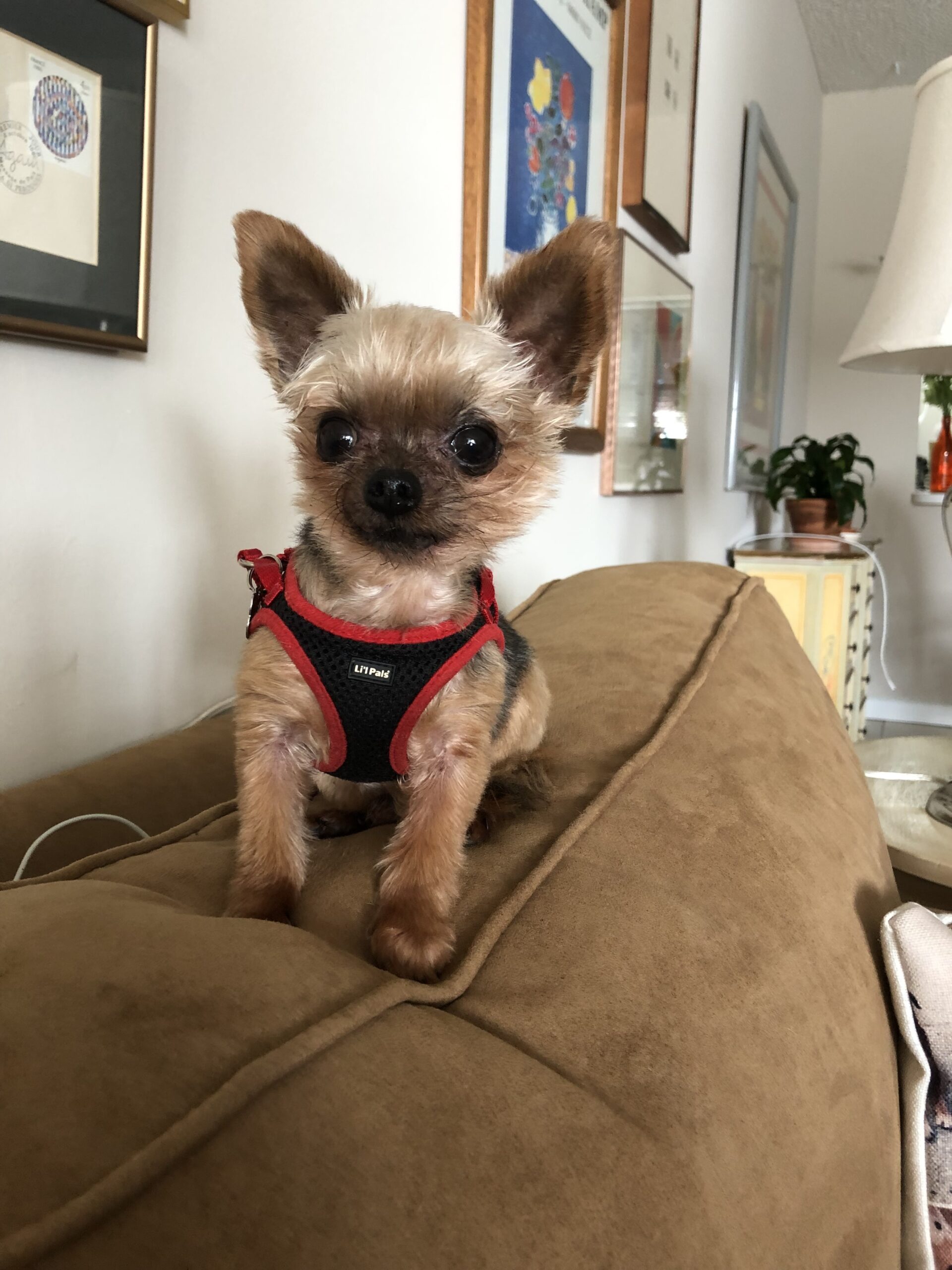 Buddy, who came from a puppy mill, made a full recovery in a loving foster home. COURTESY SOUTHAMPTON ANIMAL SHELTER FOUNDATION
